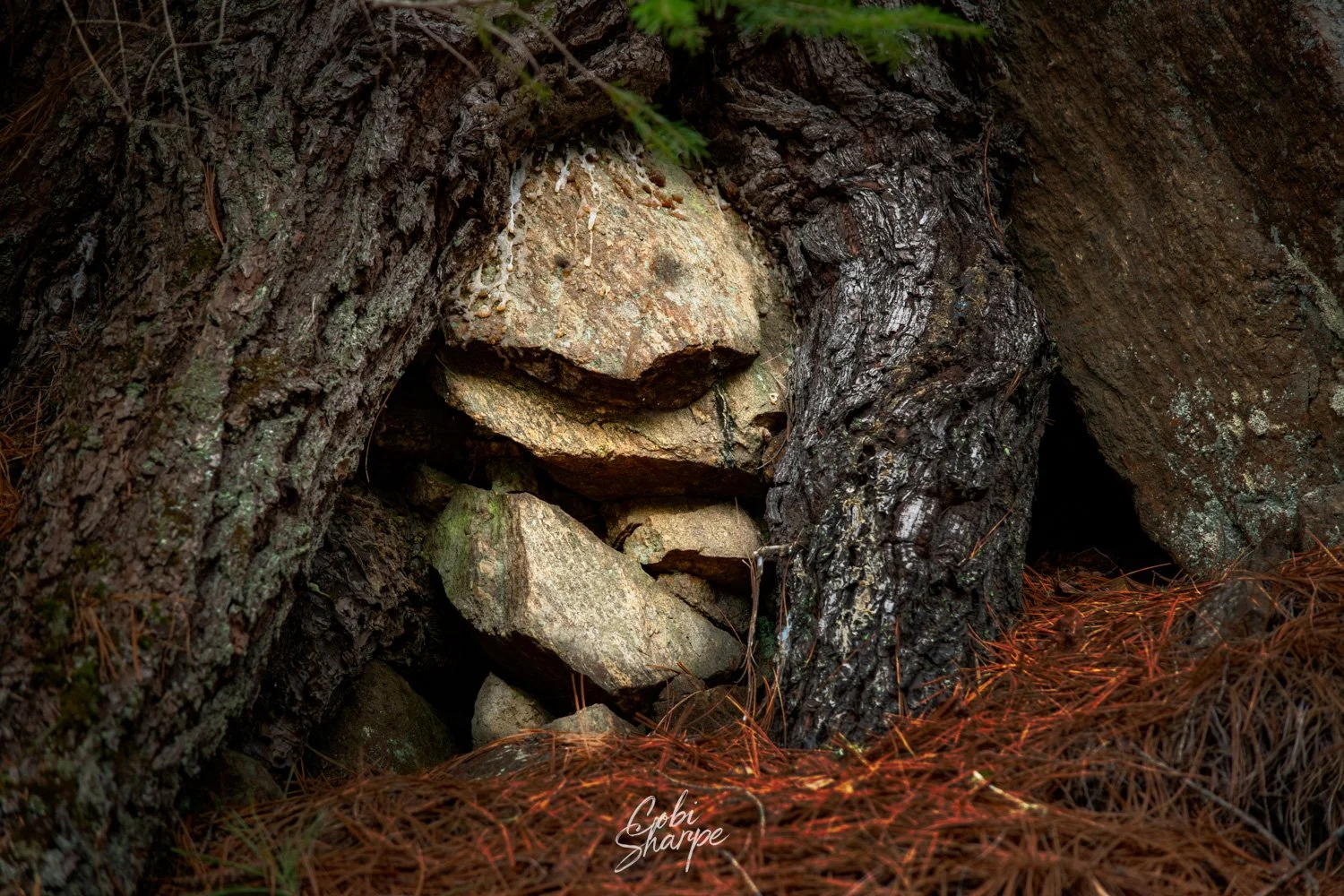 20260516-_CES0022-Edit.jpg