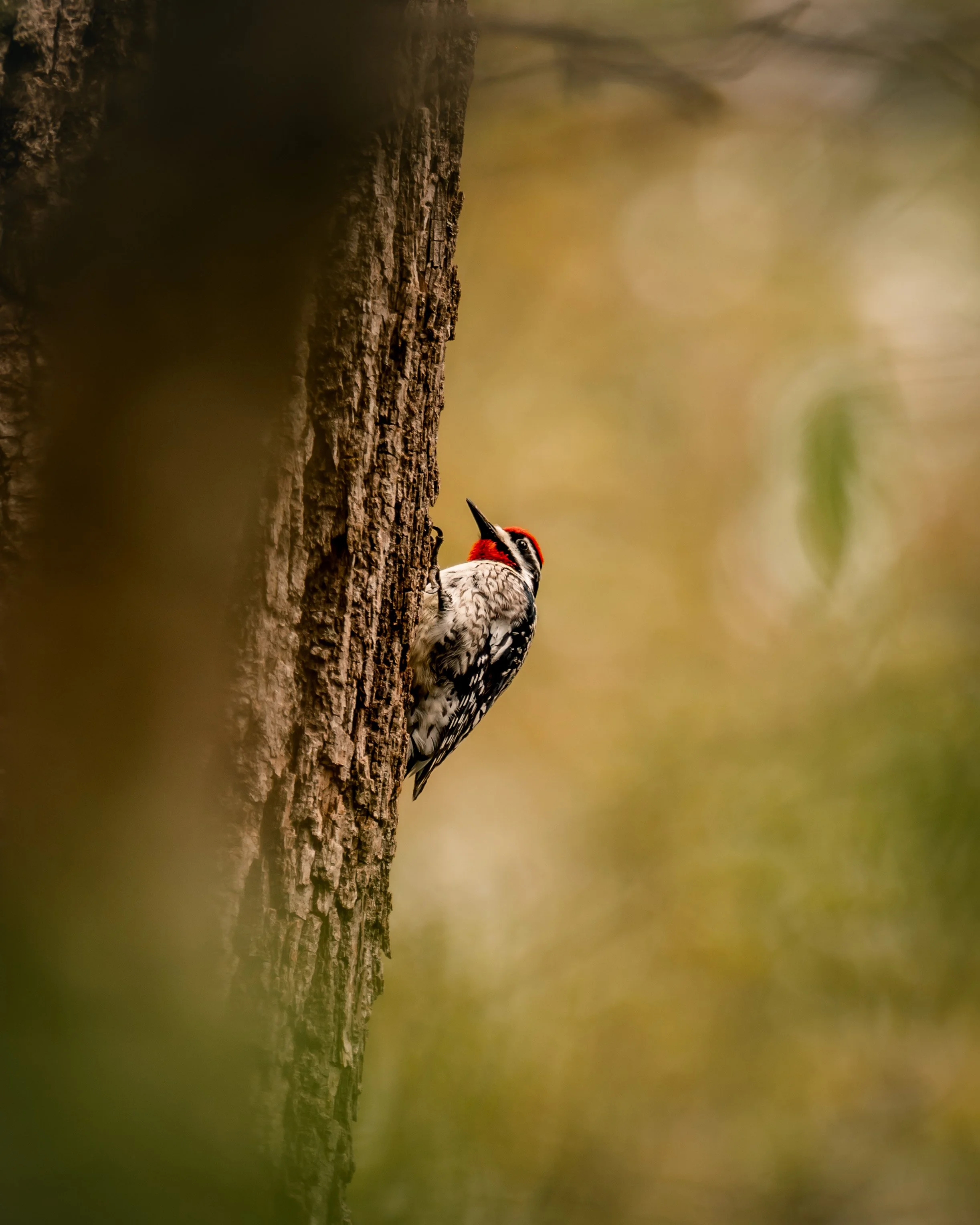 © Alyssa Bardy Photography