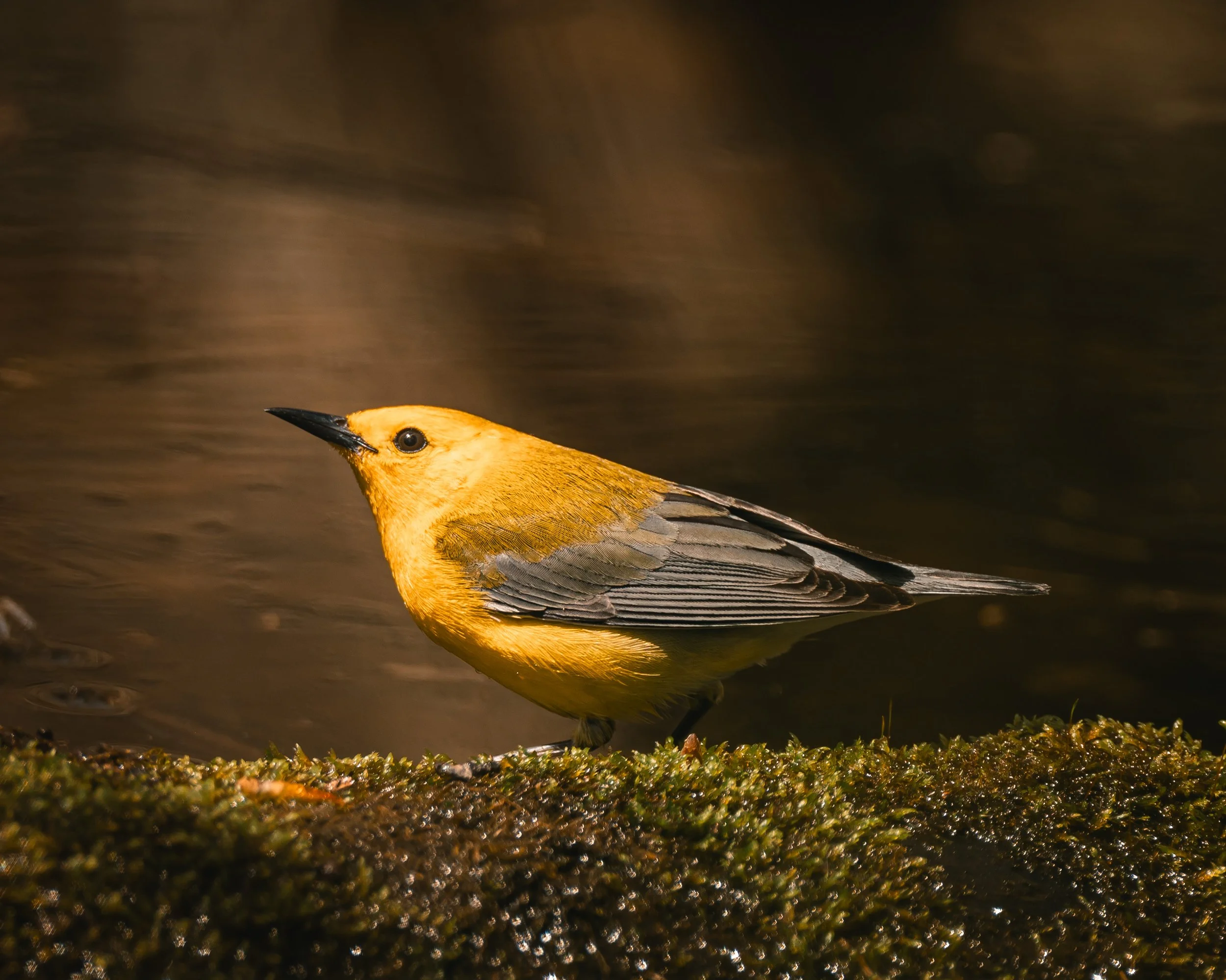 © Alyssa Bardy Photography