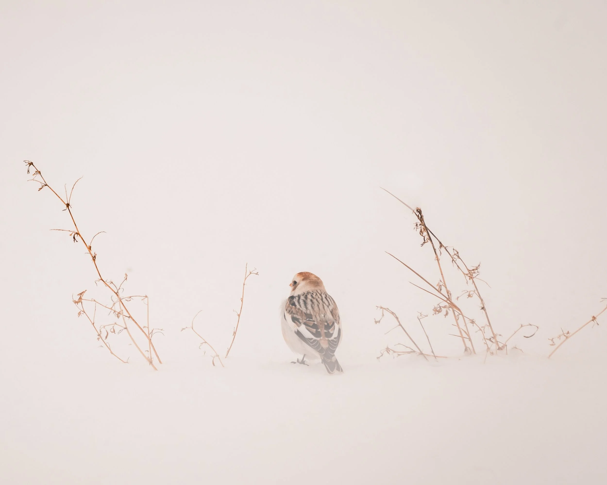 © Alyssa Bardy Photography