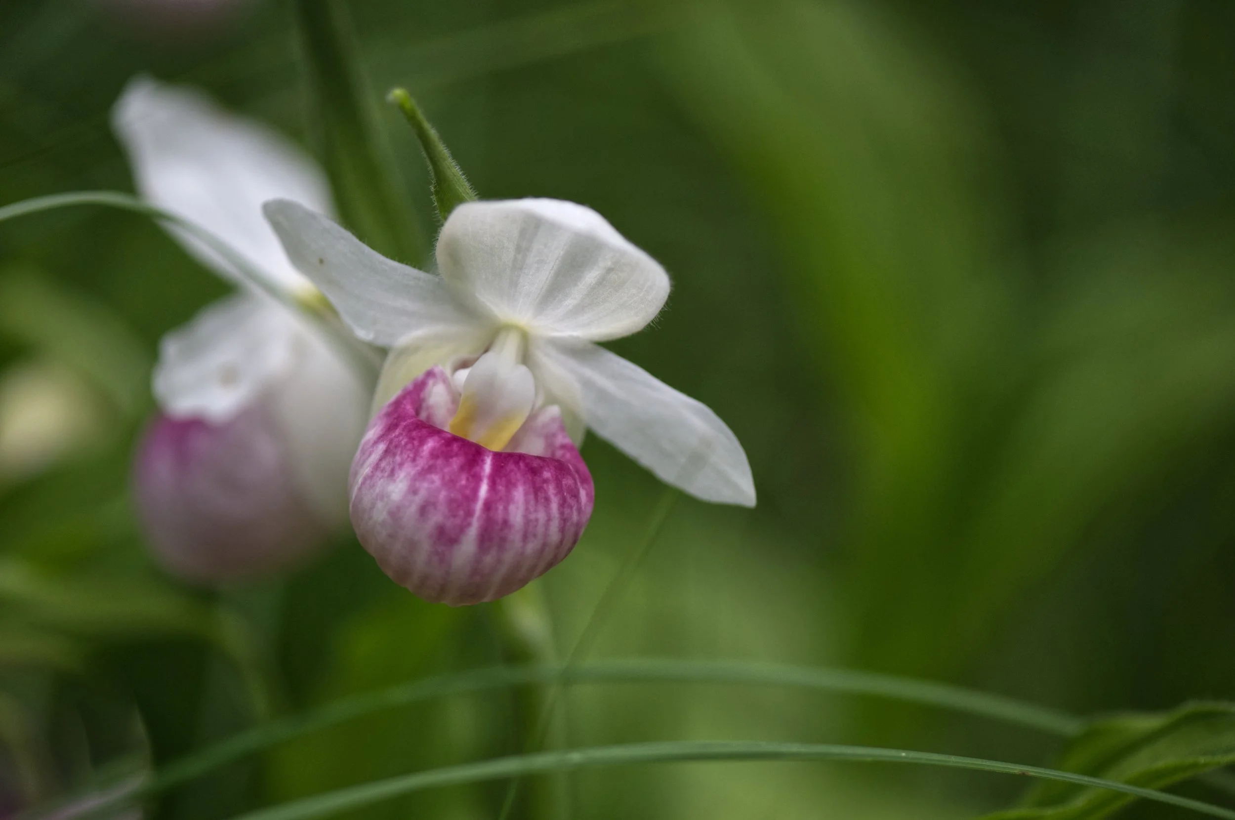 Ladyslipper - Showy Lady 2.jpeg