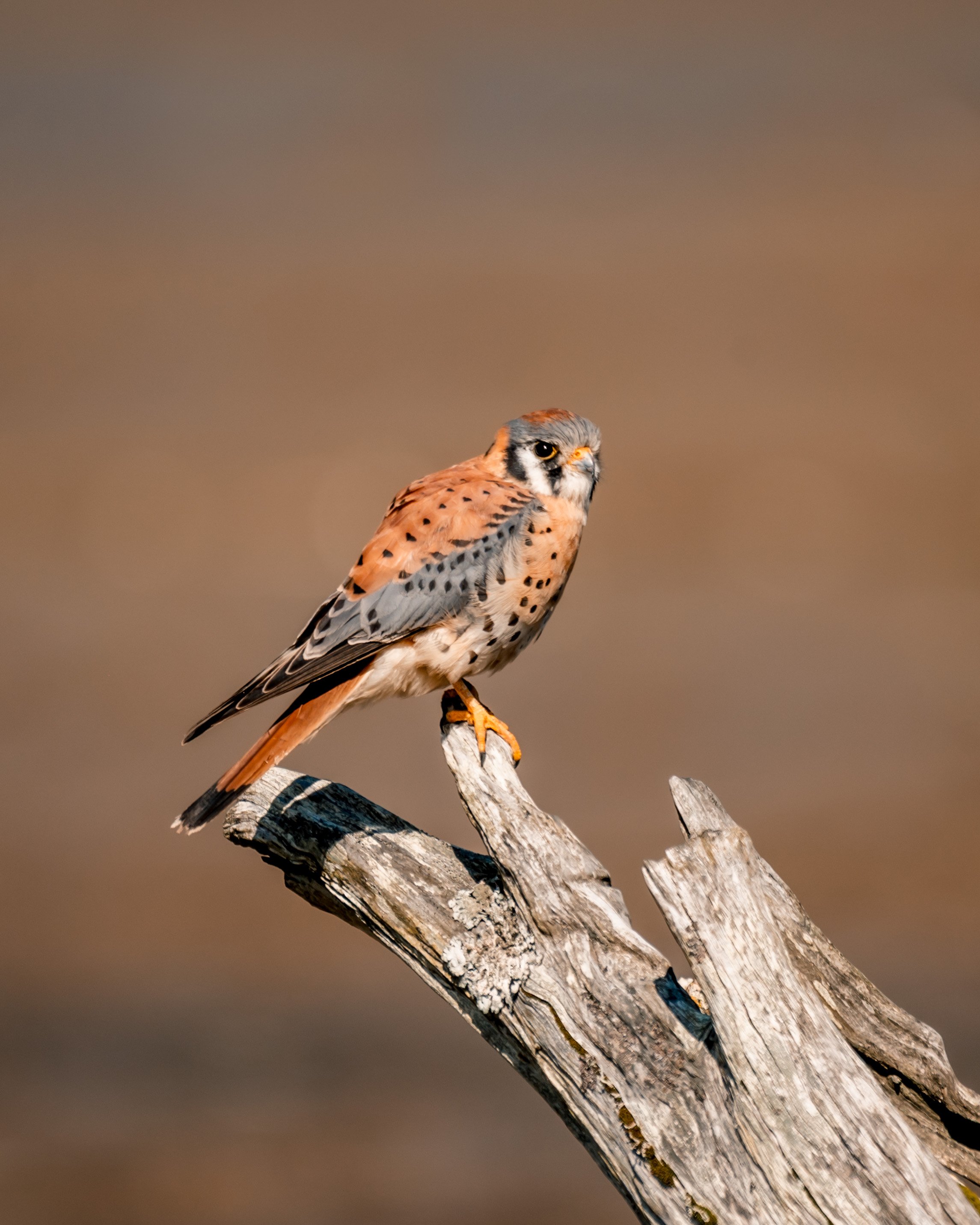 © Alyssa Bardy Photography