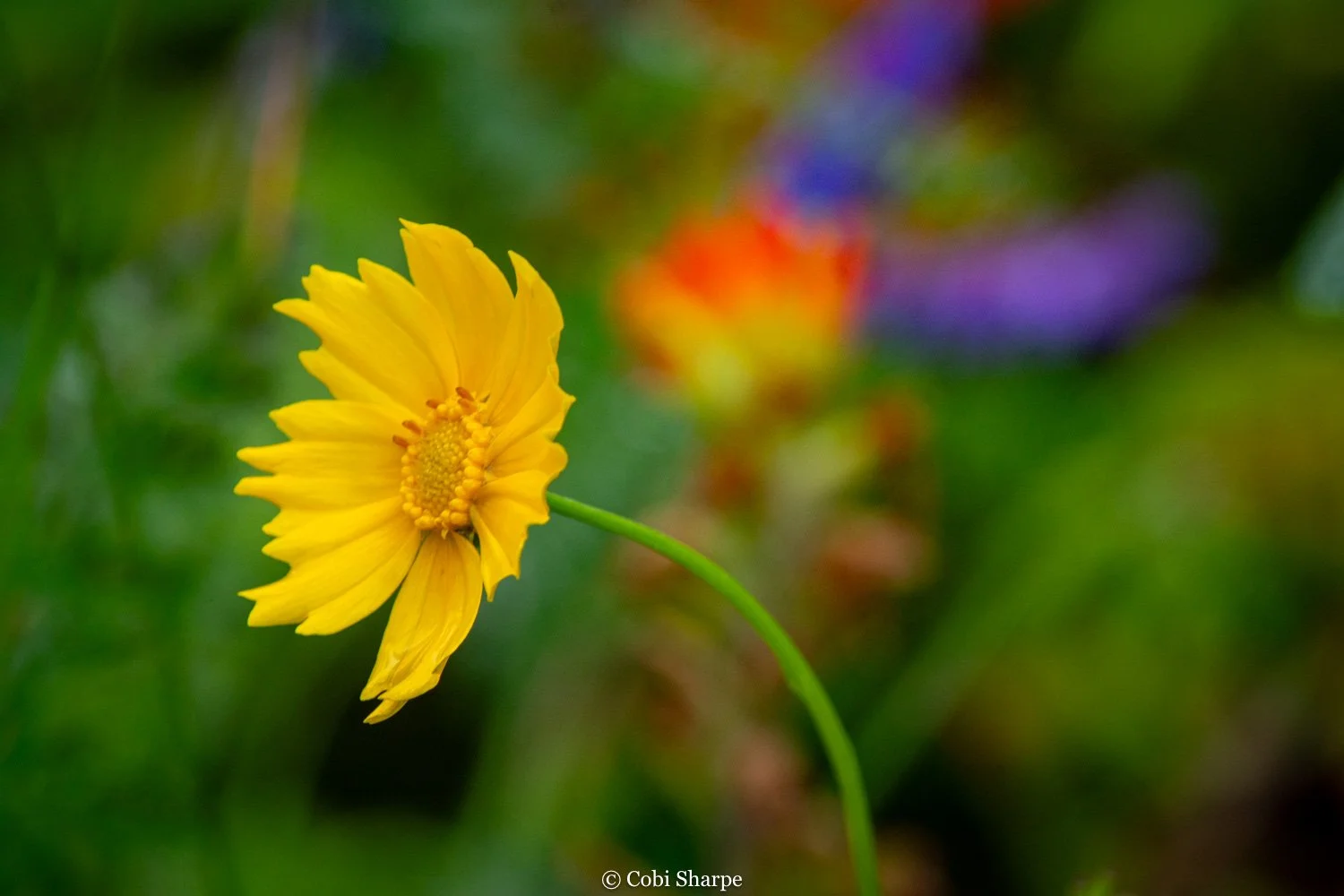 bruce peninsula wildflowers photography workshop