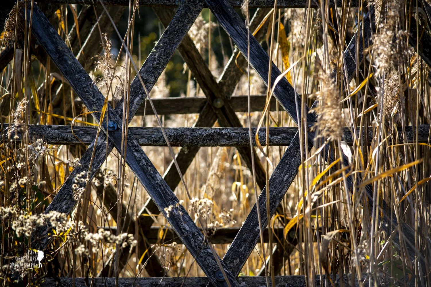 Close-up of an old wooden sluice gate partially hidden among tall dry grass and weeds.