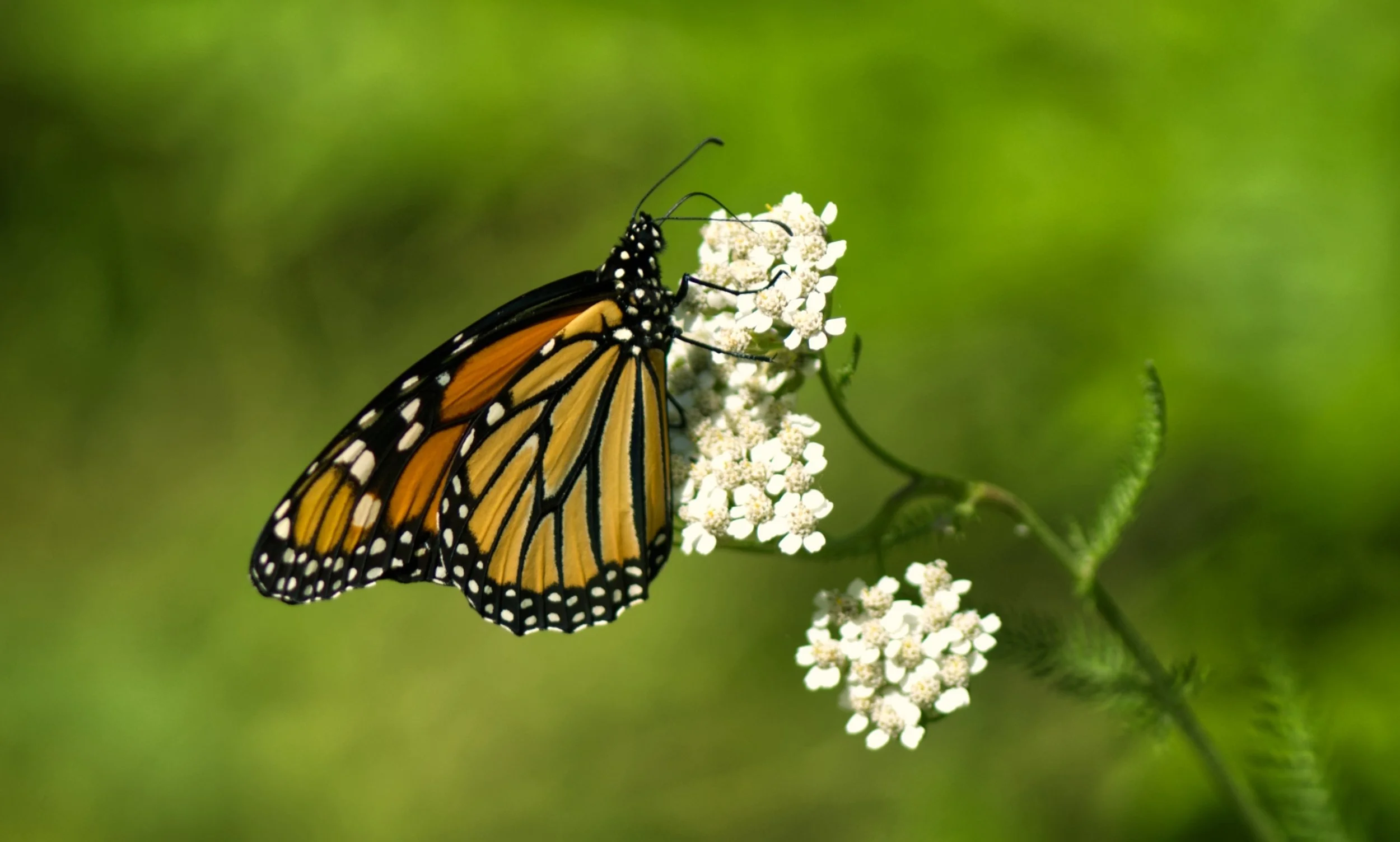 Butterfly - Monarch 2.jpeg