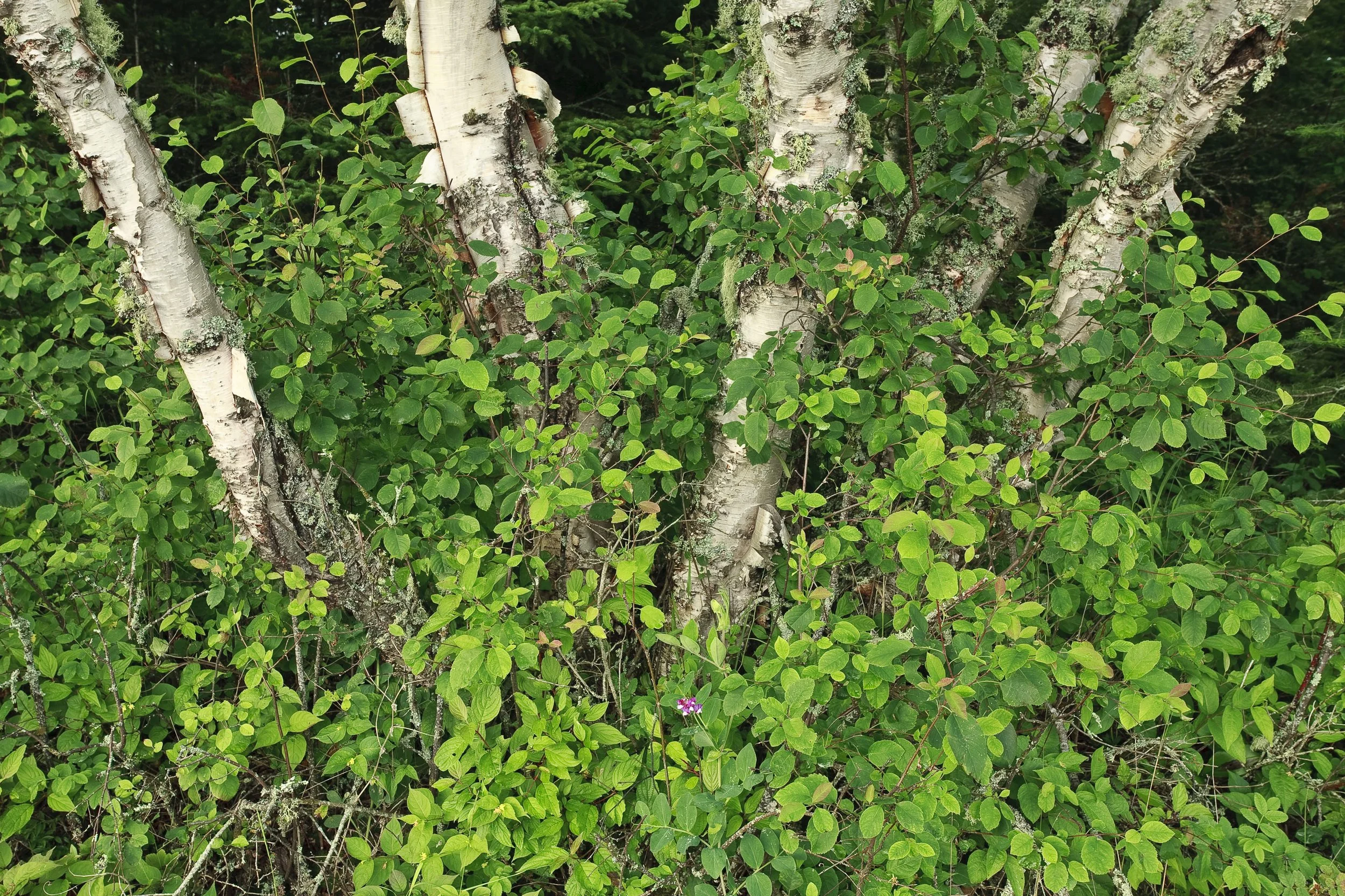 Close-up of multiple tree trunks surrounded by dense green foliage and small purple flowers.