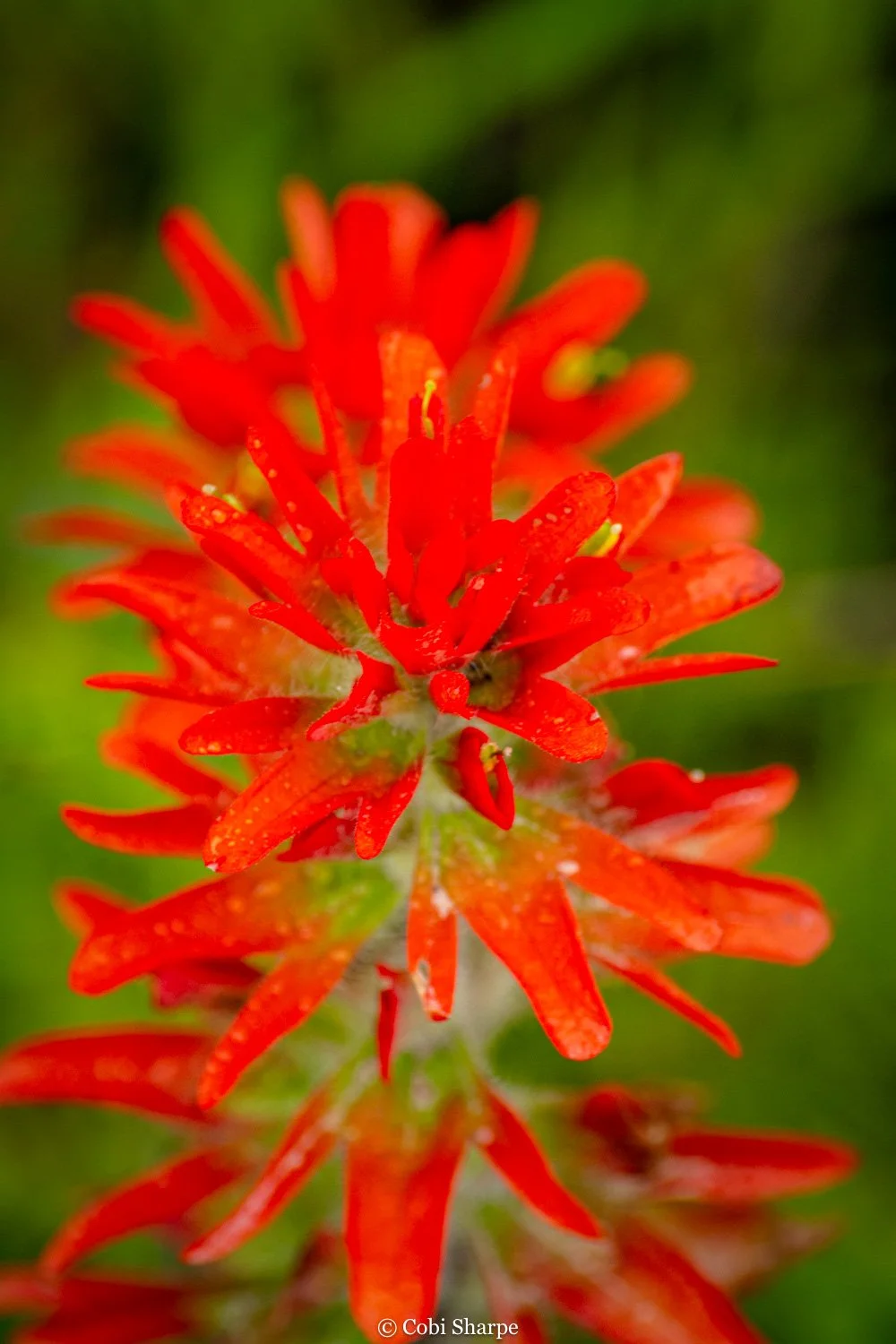 cardinal wildflower bruce peninsula photography workshop