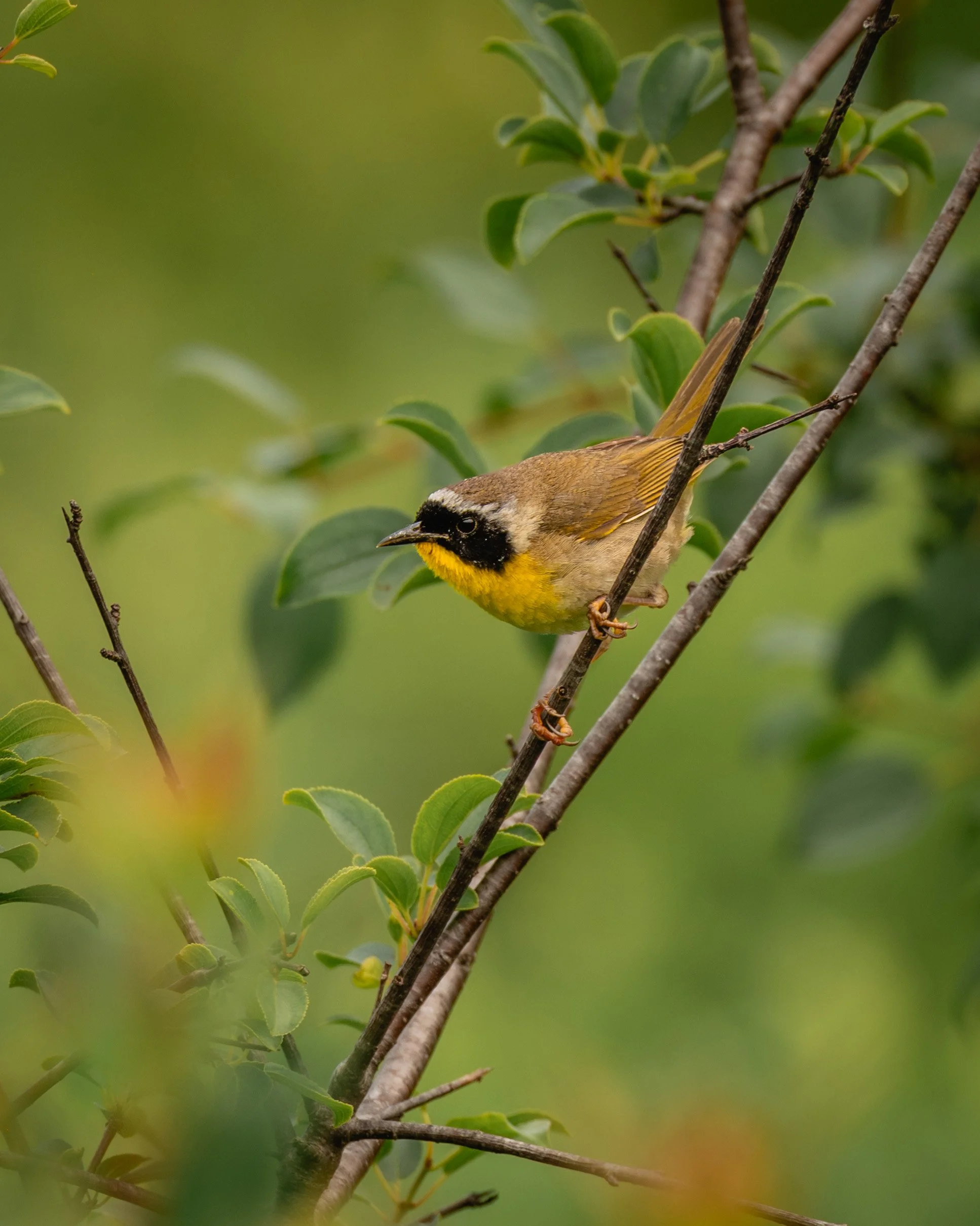 © Alyssa Bardy Photography