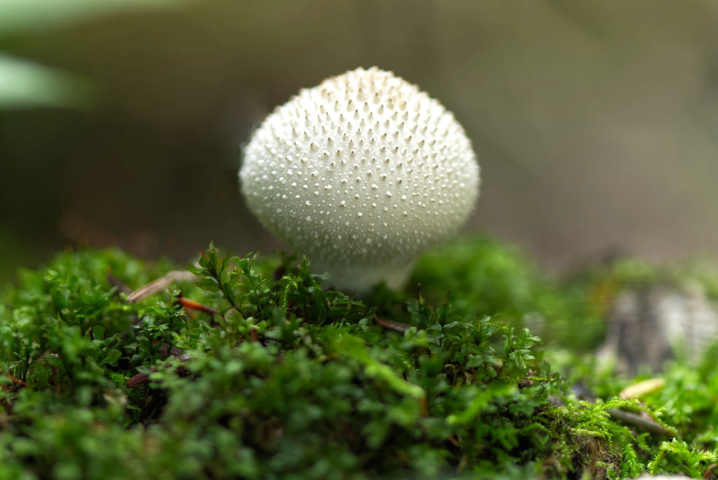 Fungus - Common Puffball 1.jpg