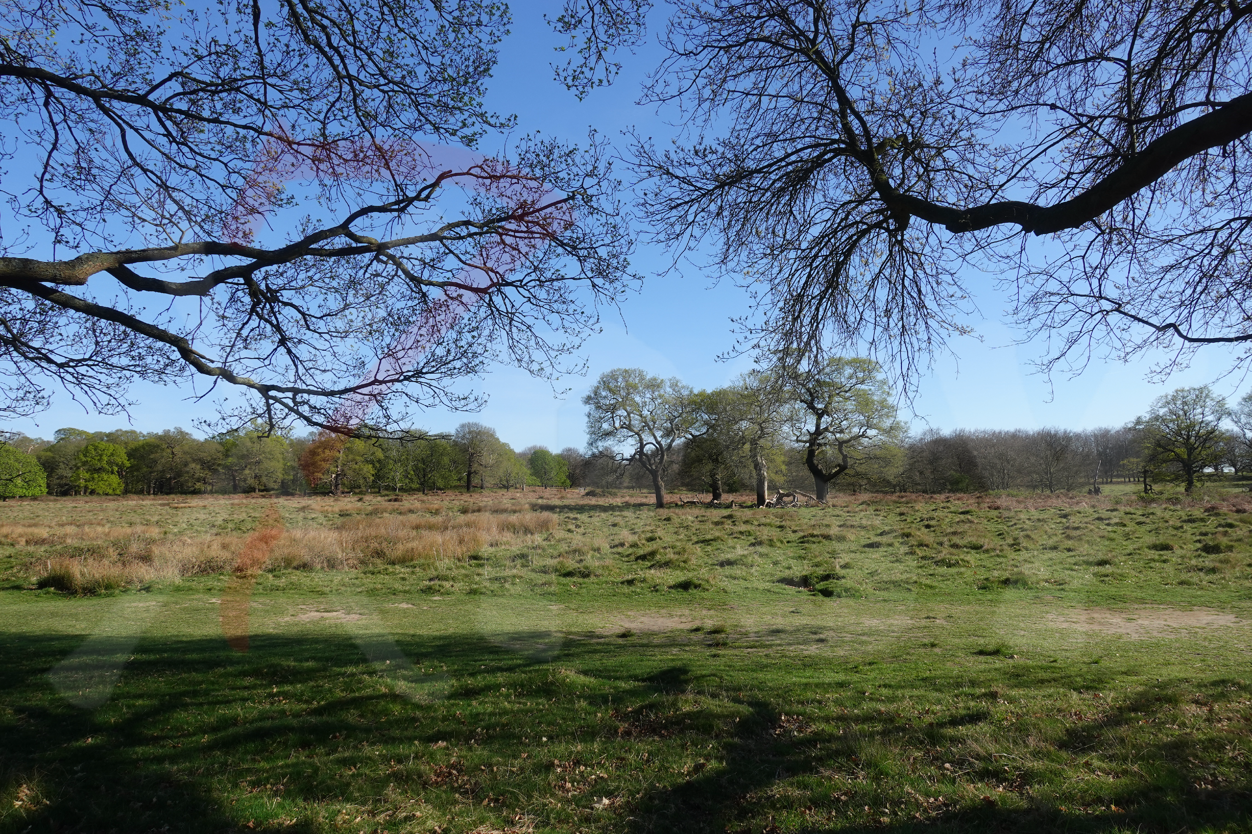 Richmond Park [Photo 008] PP.PNG
