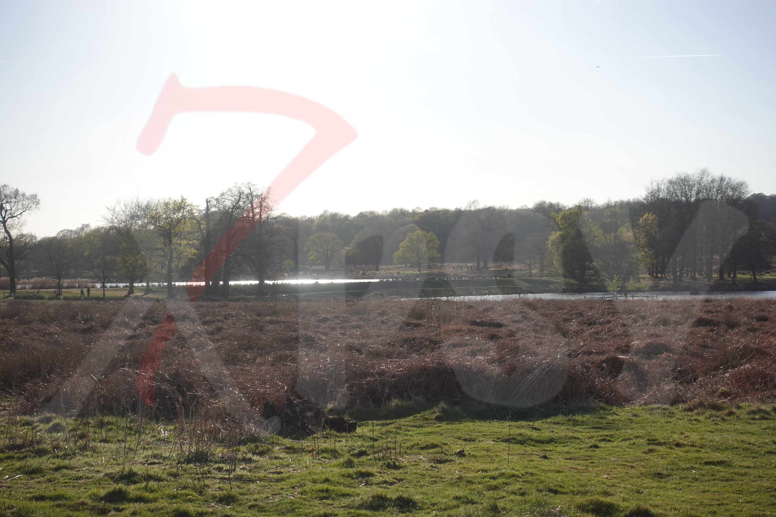 Richmond Park [Photo 019] PP.PNG