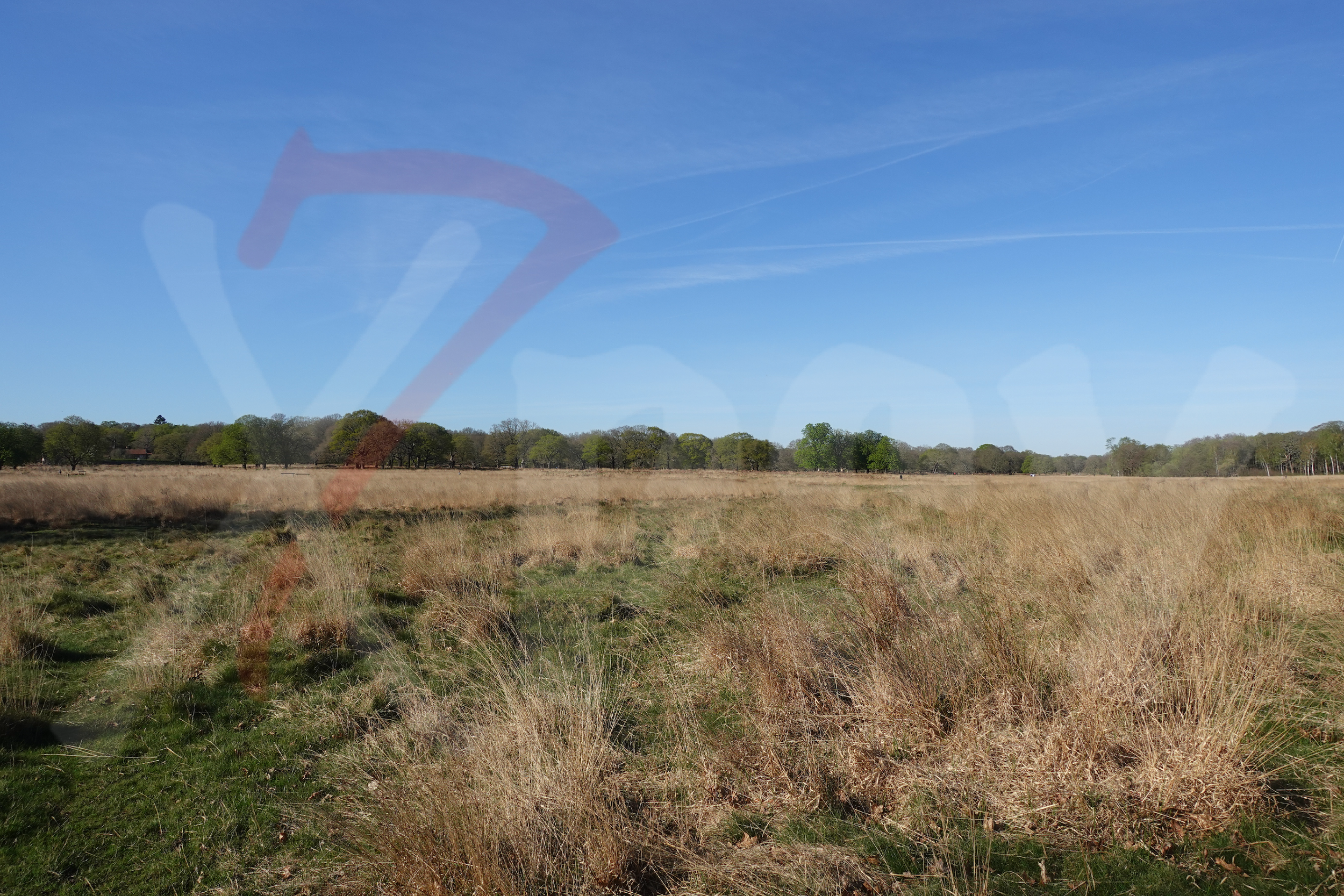 Richmond Park [Photo 009] PP.PNG