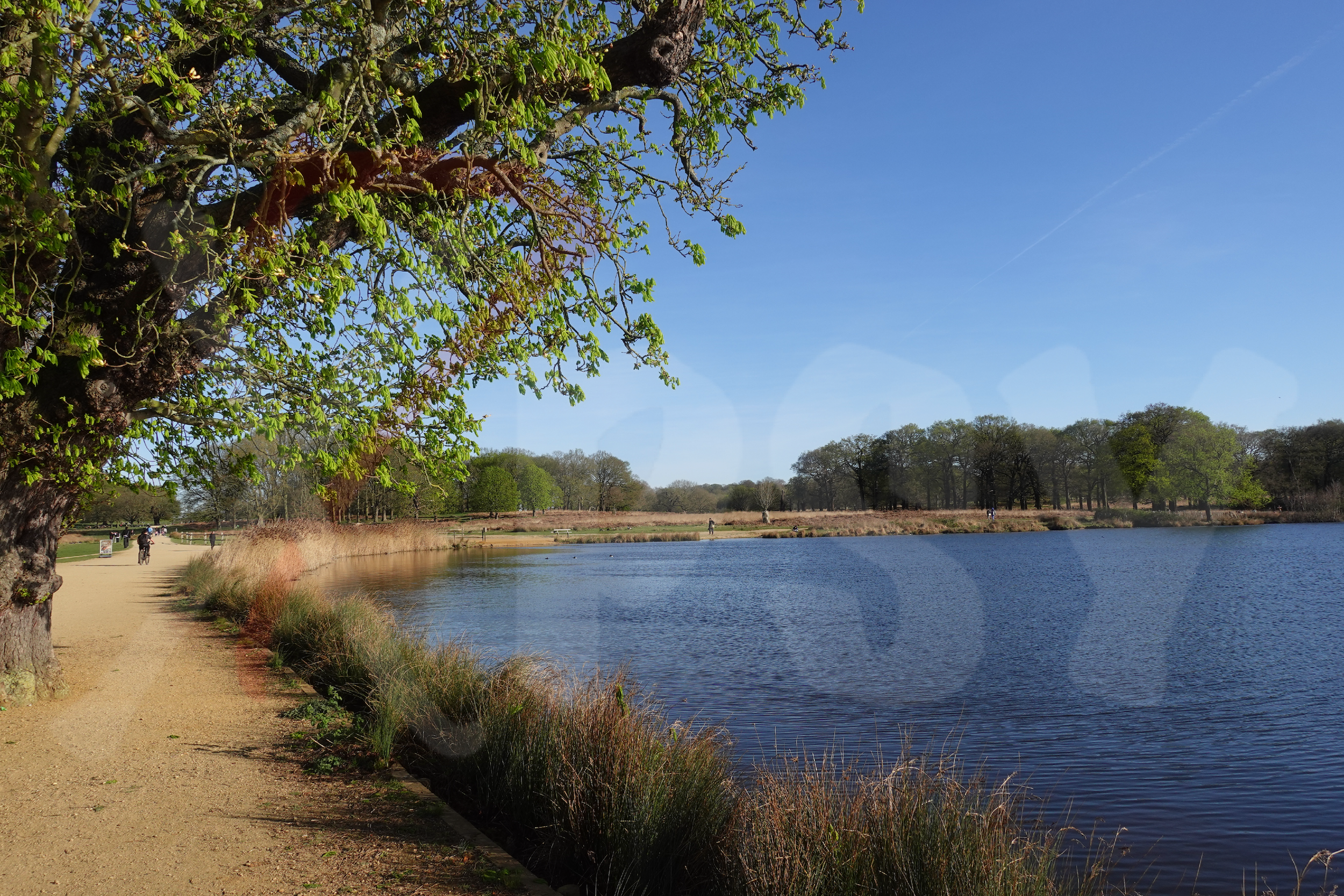 Richmond Park [Photo 012] PP.PNG