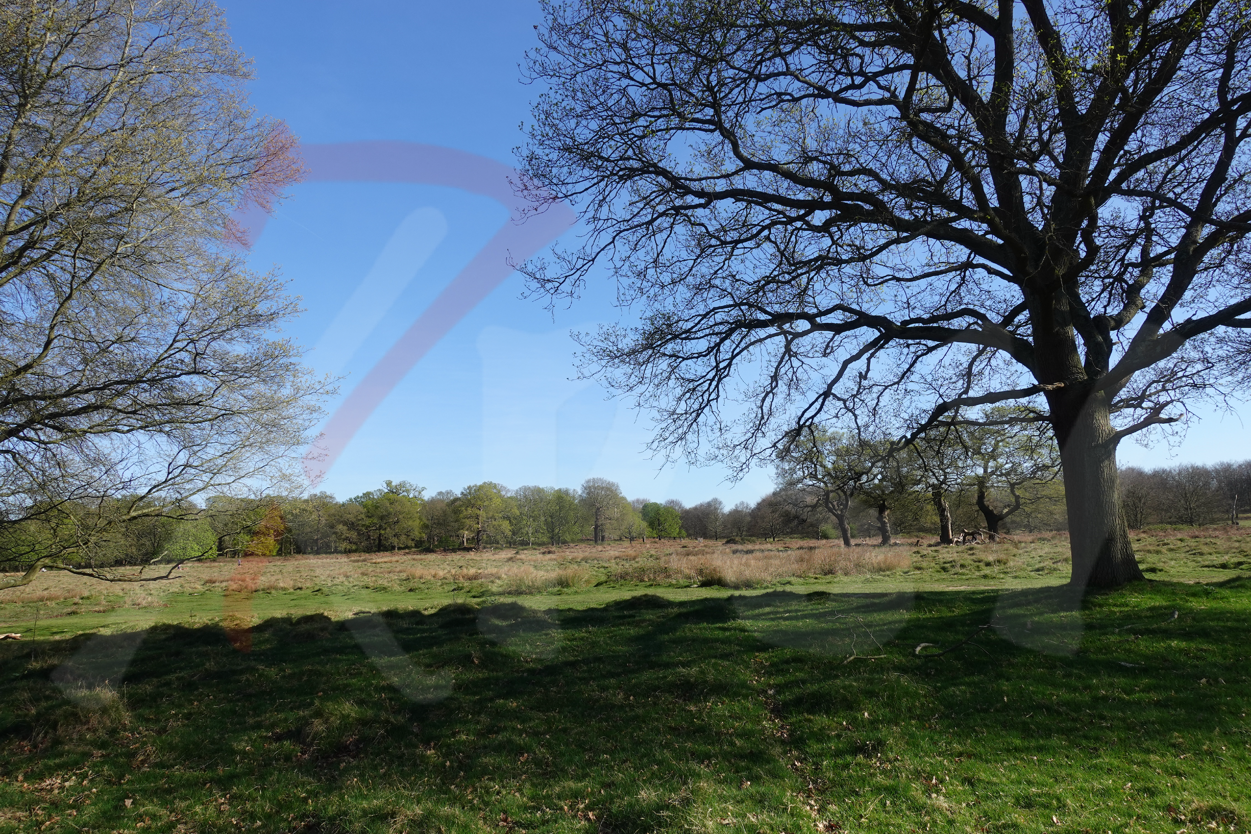 Richmond Park [Photo 007] PP.PNG