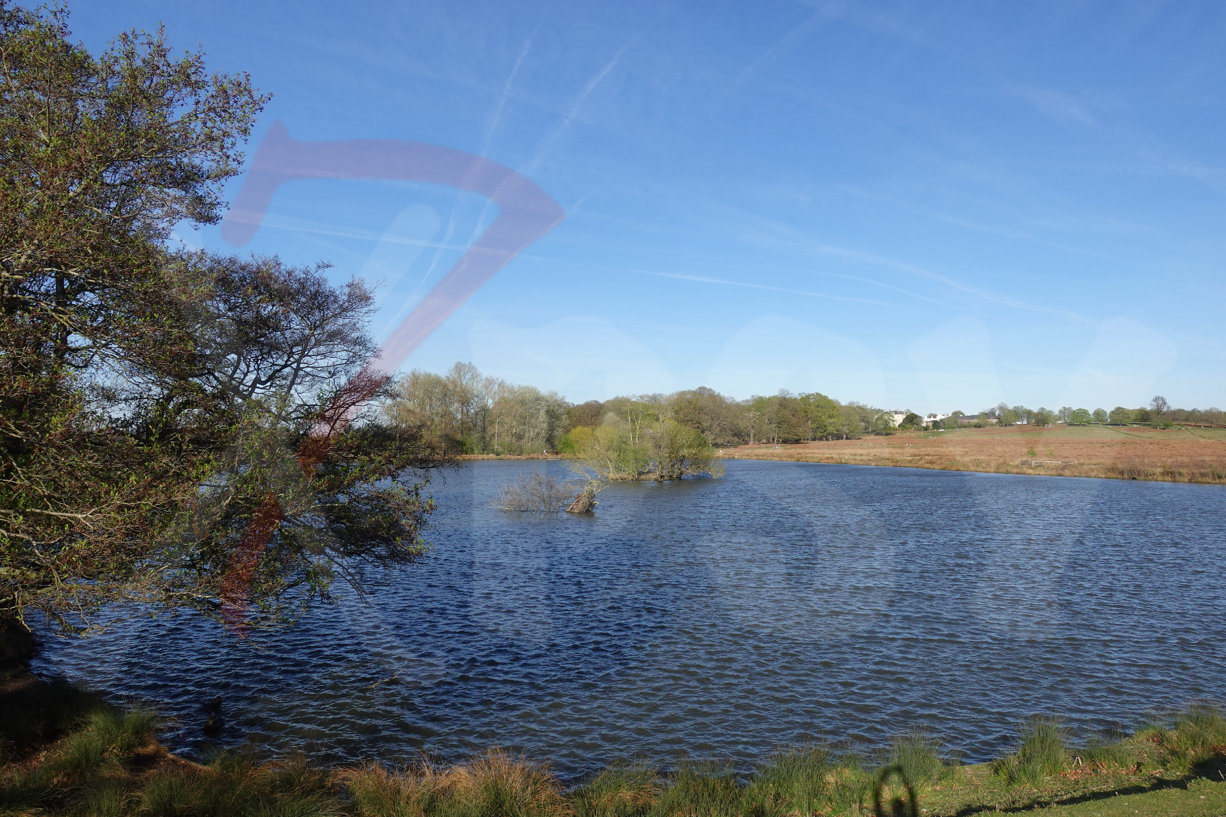 Richmond Park [Photo 011] PP.PNG