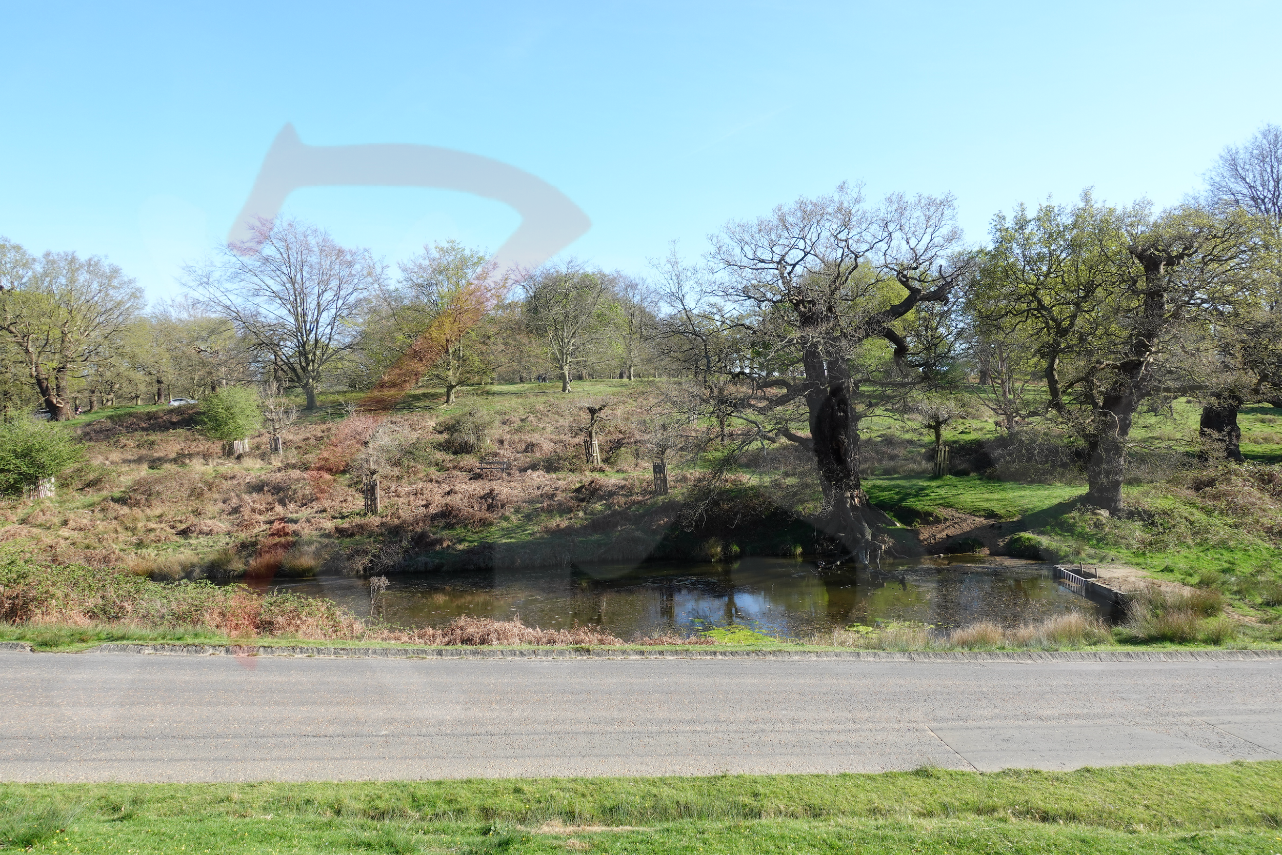 Richmond Park [Photo 005] PP.PNG