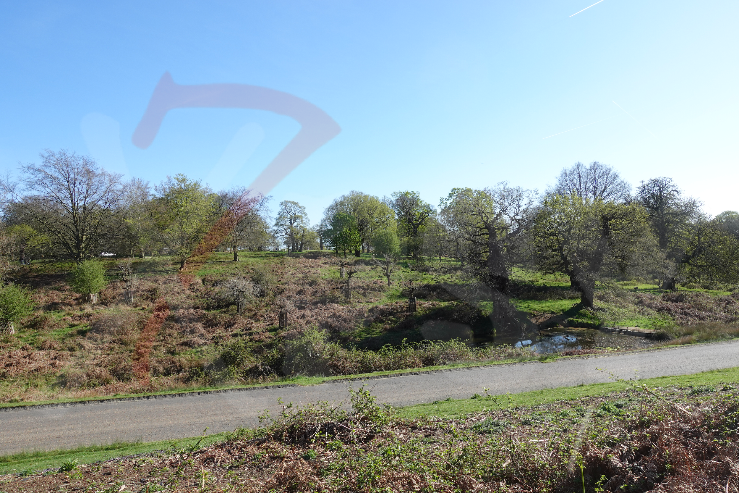 Richmond Park [Photo 006] PP.PNG