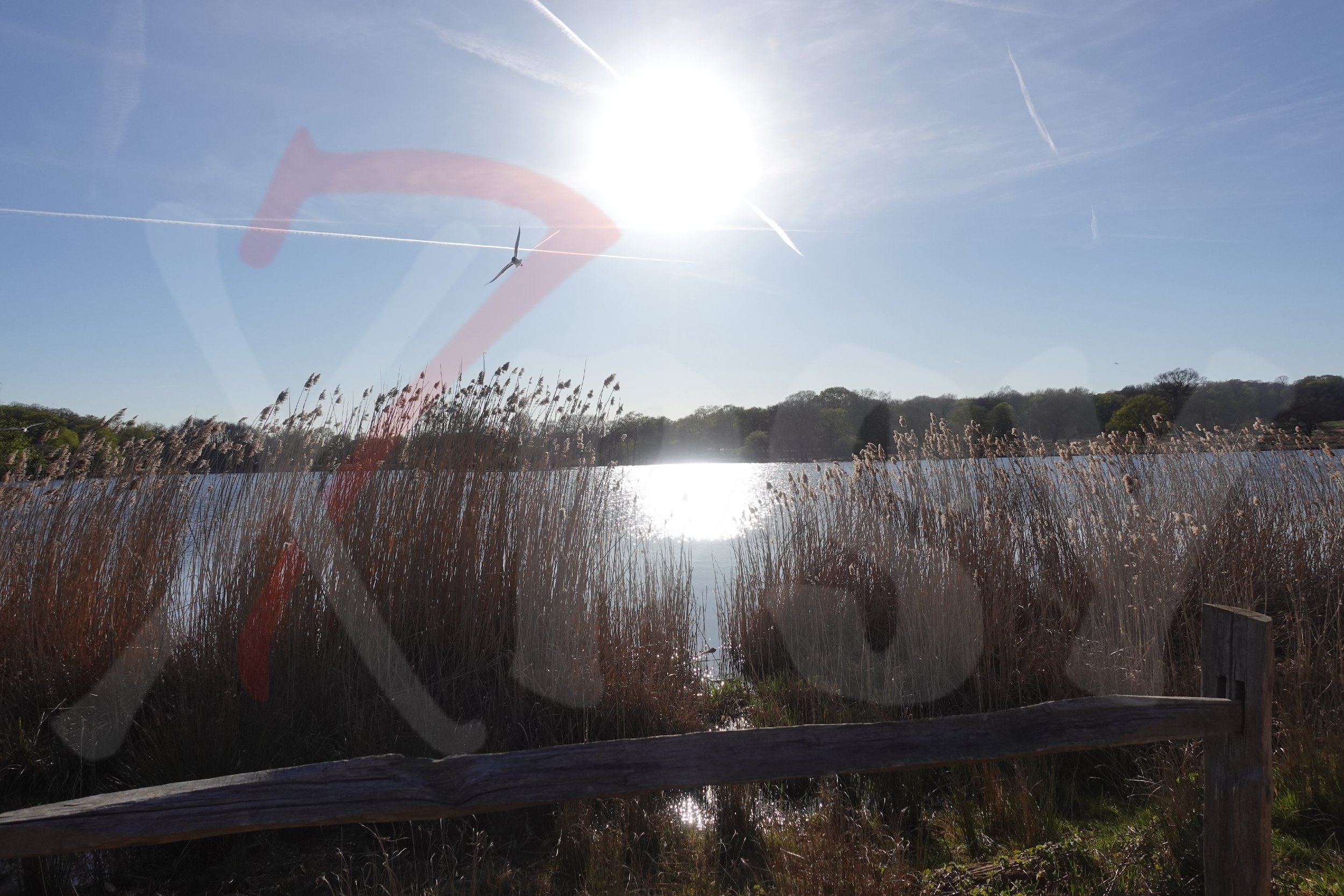 Richmond Park [Photo 015] PP.PNG