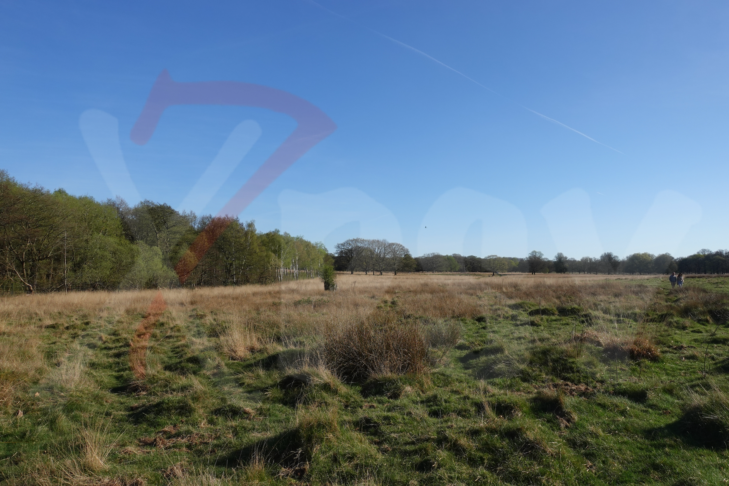 Richmond Park [Photo 010] PP.PNG