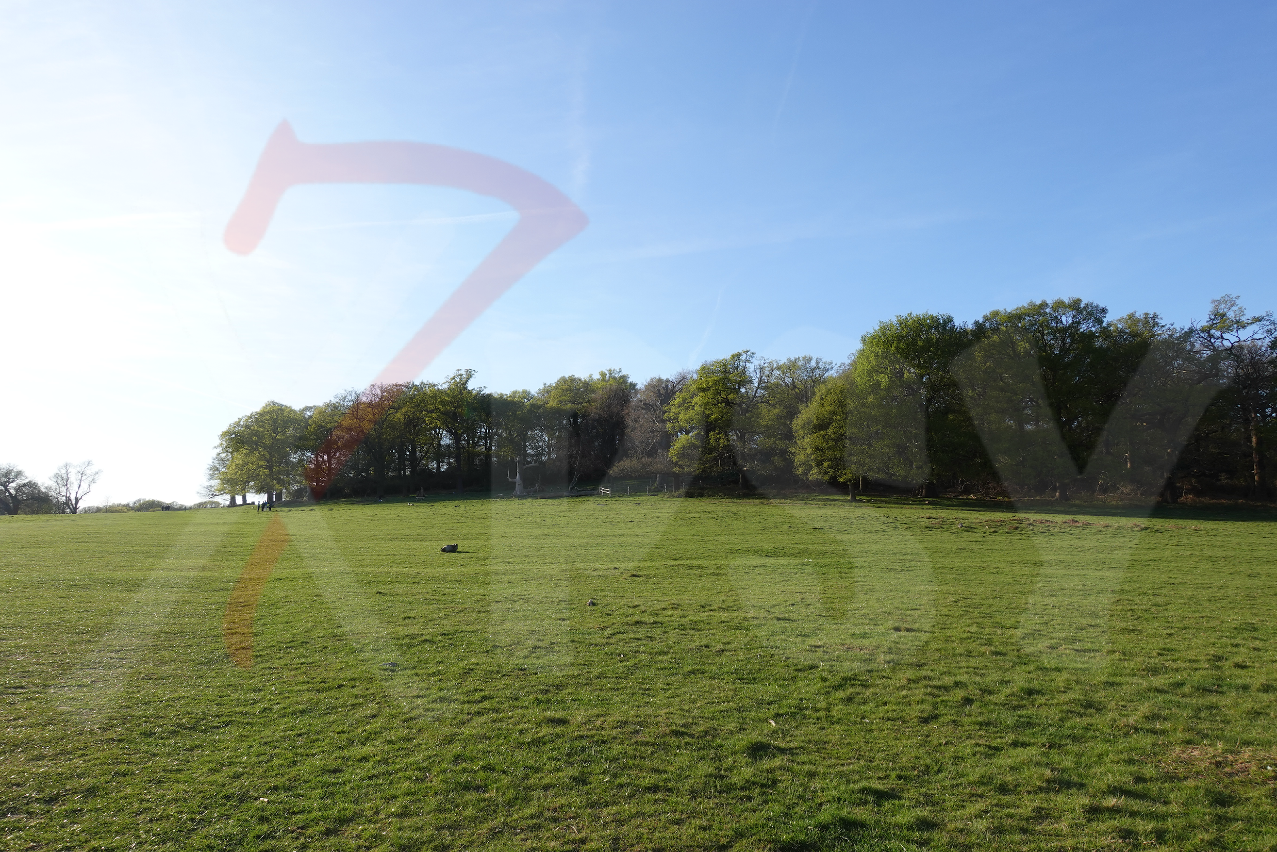 Richmond Park [Photo 023] PP.PNG