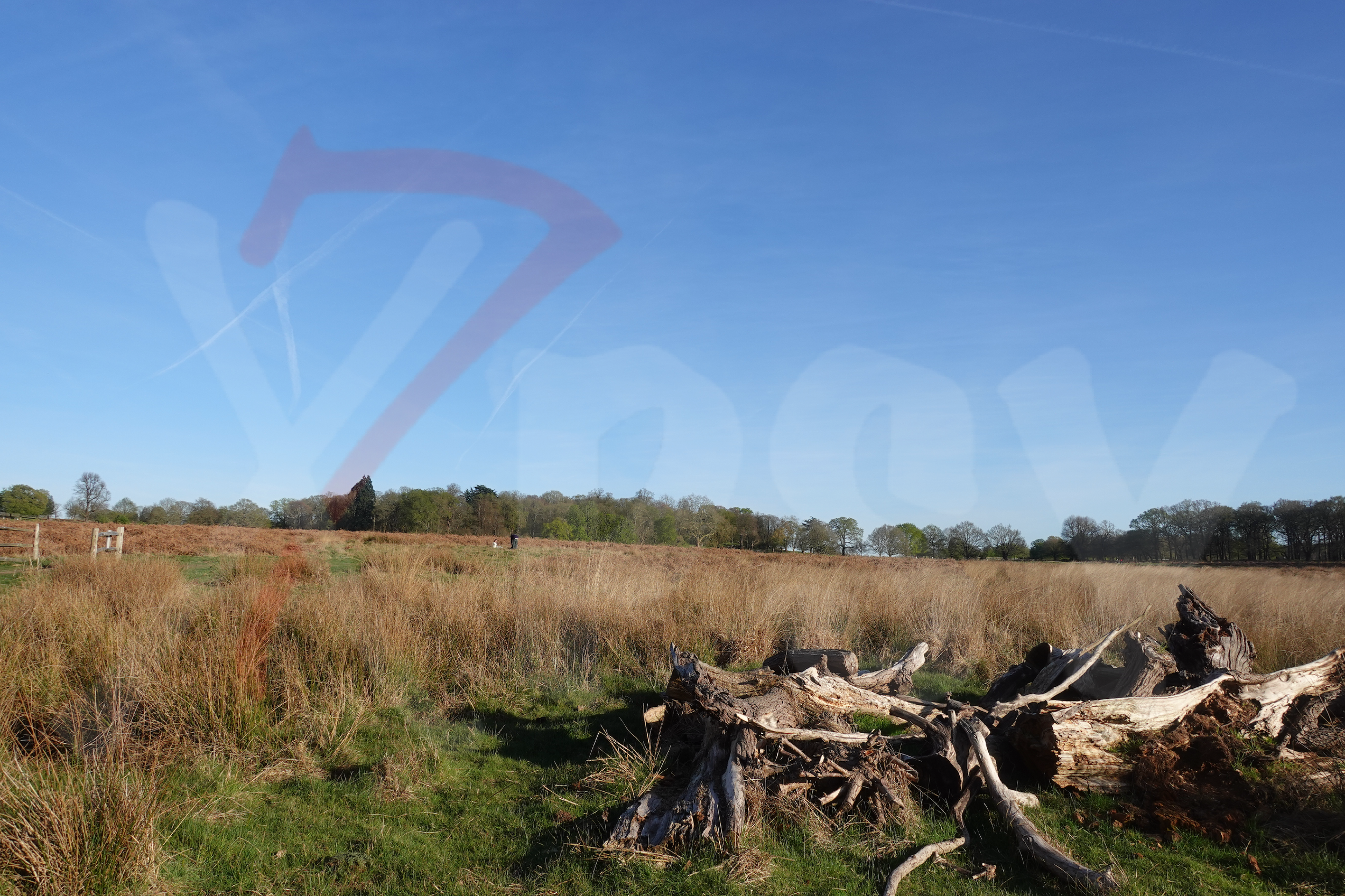 Richmond Park [Photo 018] PP.PNG