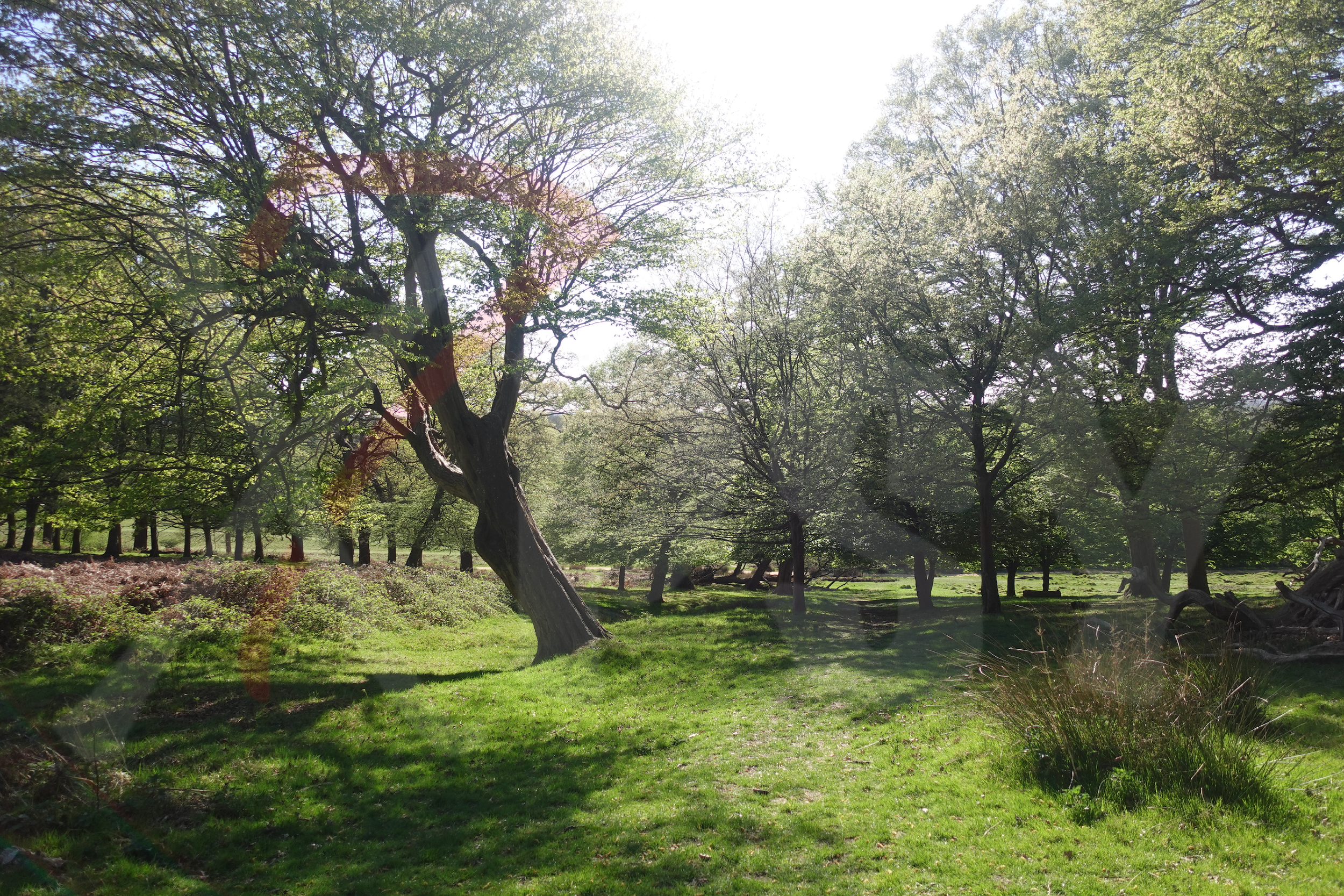 Richmond Park [Photo 001] PP.PNG