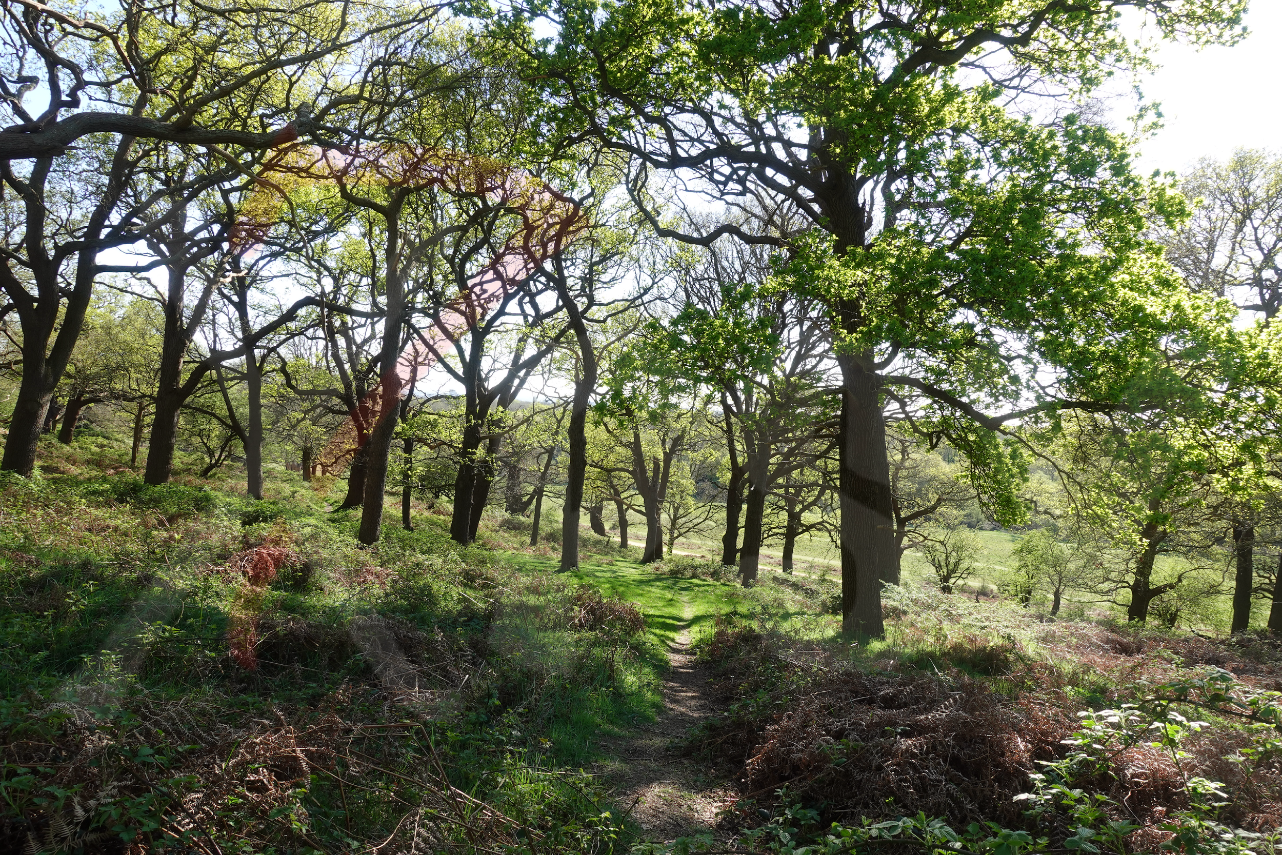 Richmond Park [Photo 004] PP.PNG