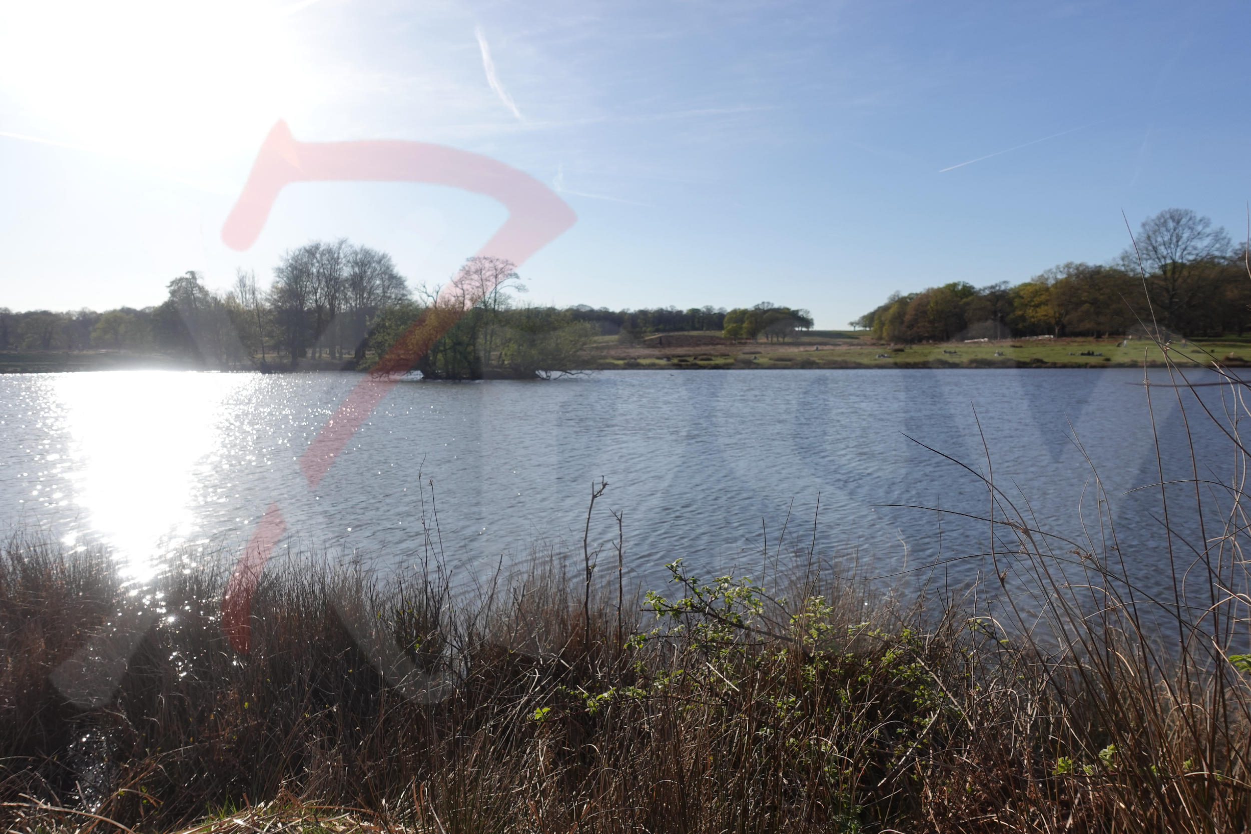 Richmond Park [Photo 016] PP.PNG