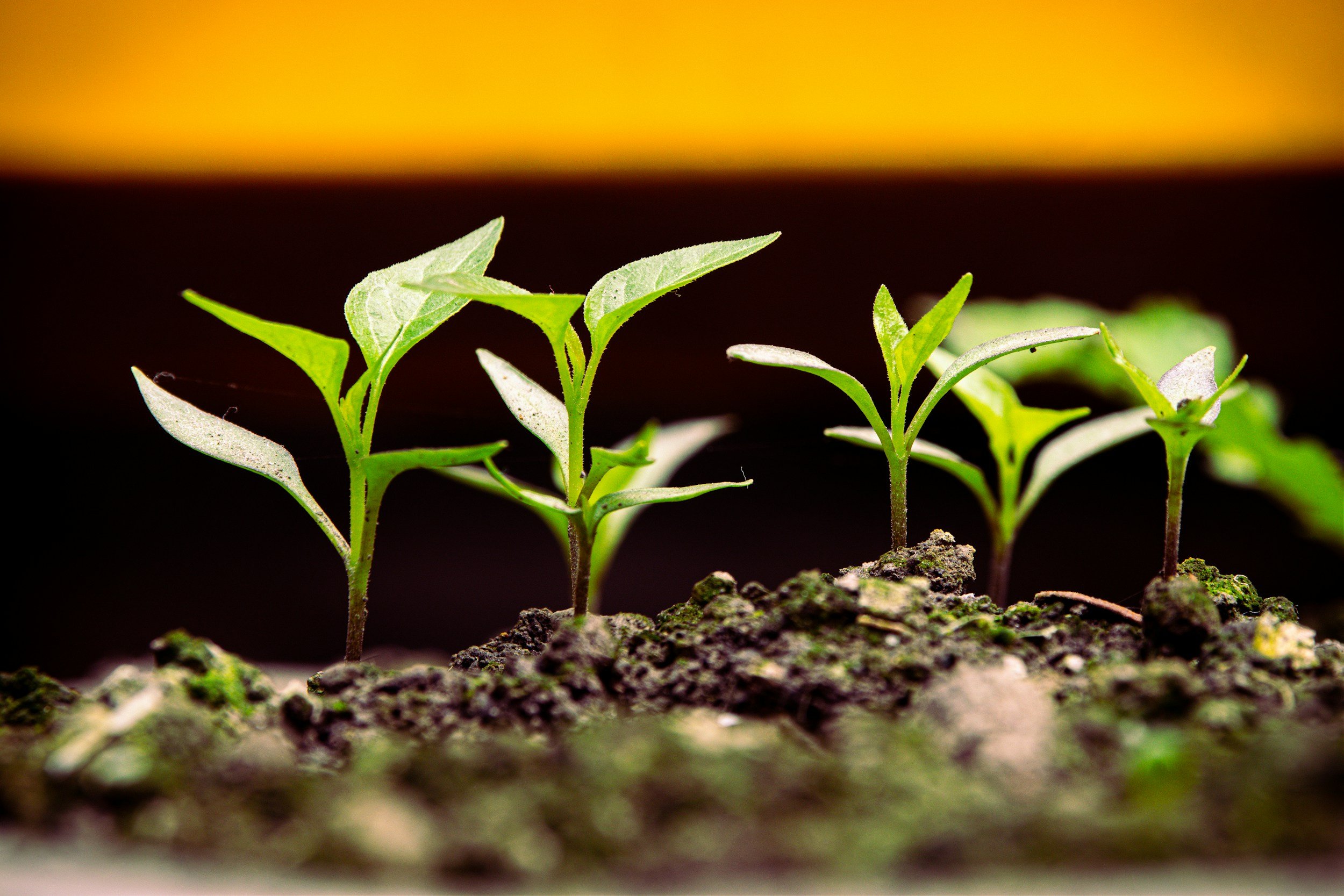 Why Dallas Law Firms Are Outgrowing Their Operating Structure