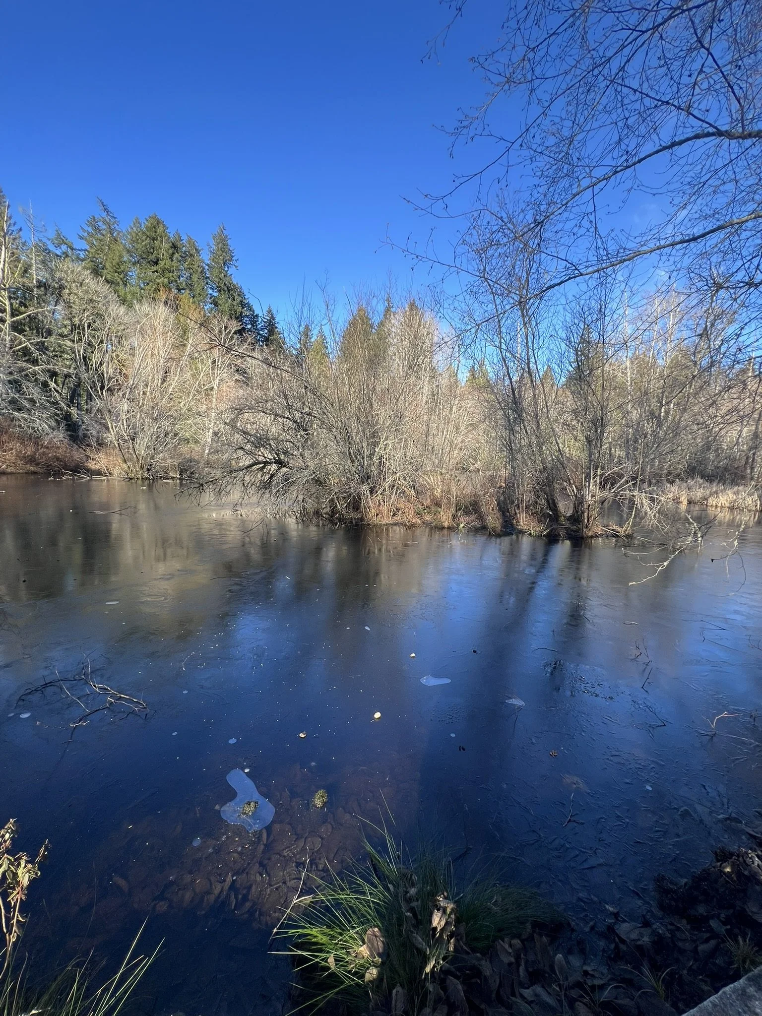  A still, partially frozen pond at Bloedel Reserve reflects bare winter branches and evergreen trees under a clear blue sky, with grasses and leaves lining the shore in the foreground. 