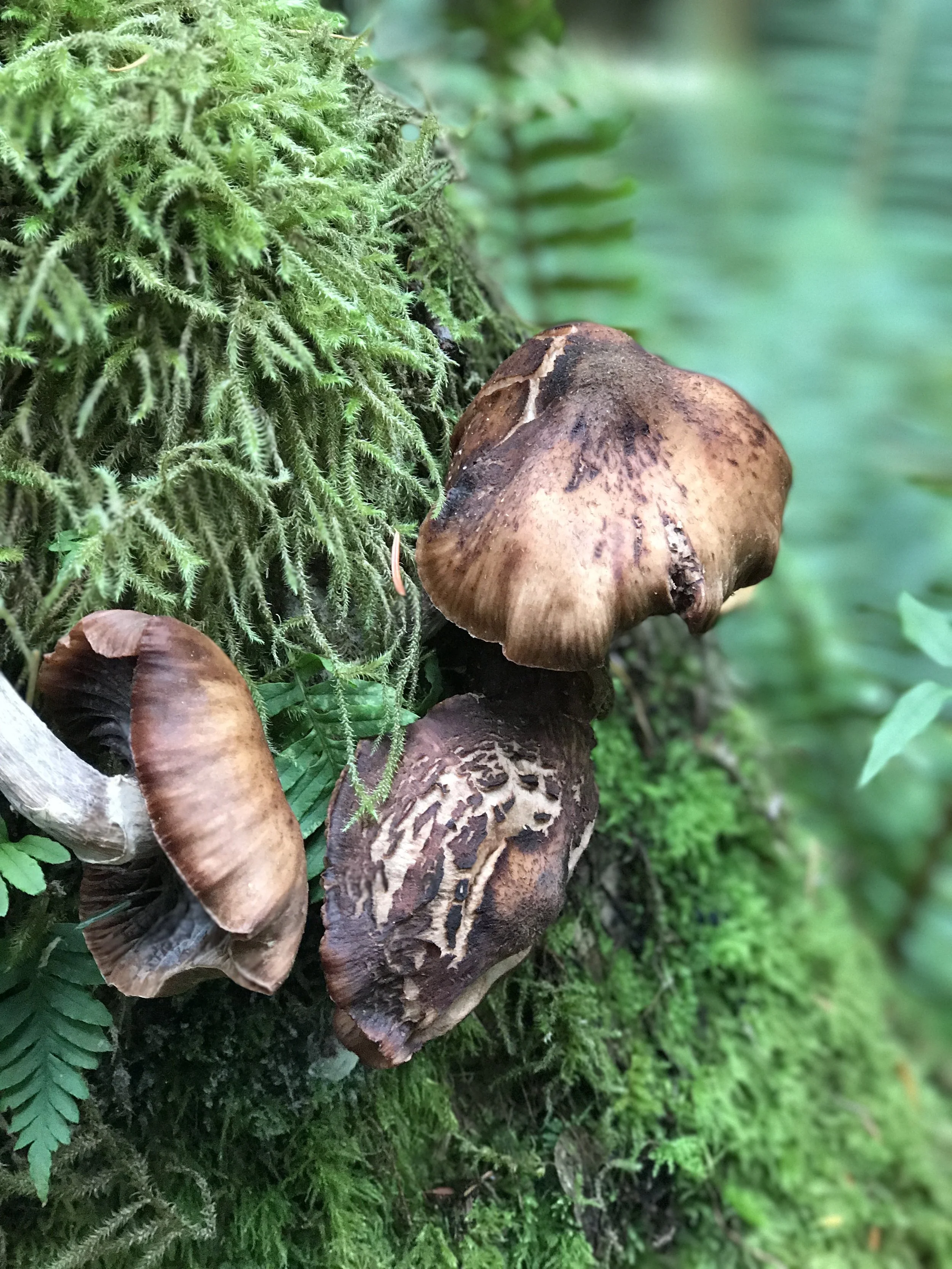  Cluster of brown forest mushrooms growing from a moss-covered log at Bloedel Reserve, surrounded by ferns and soft green textures. 