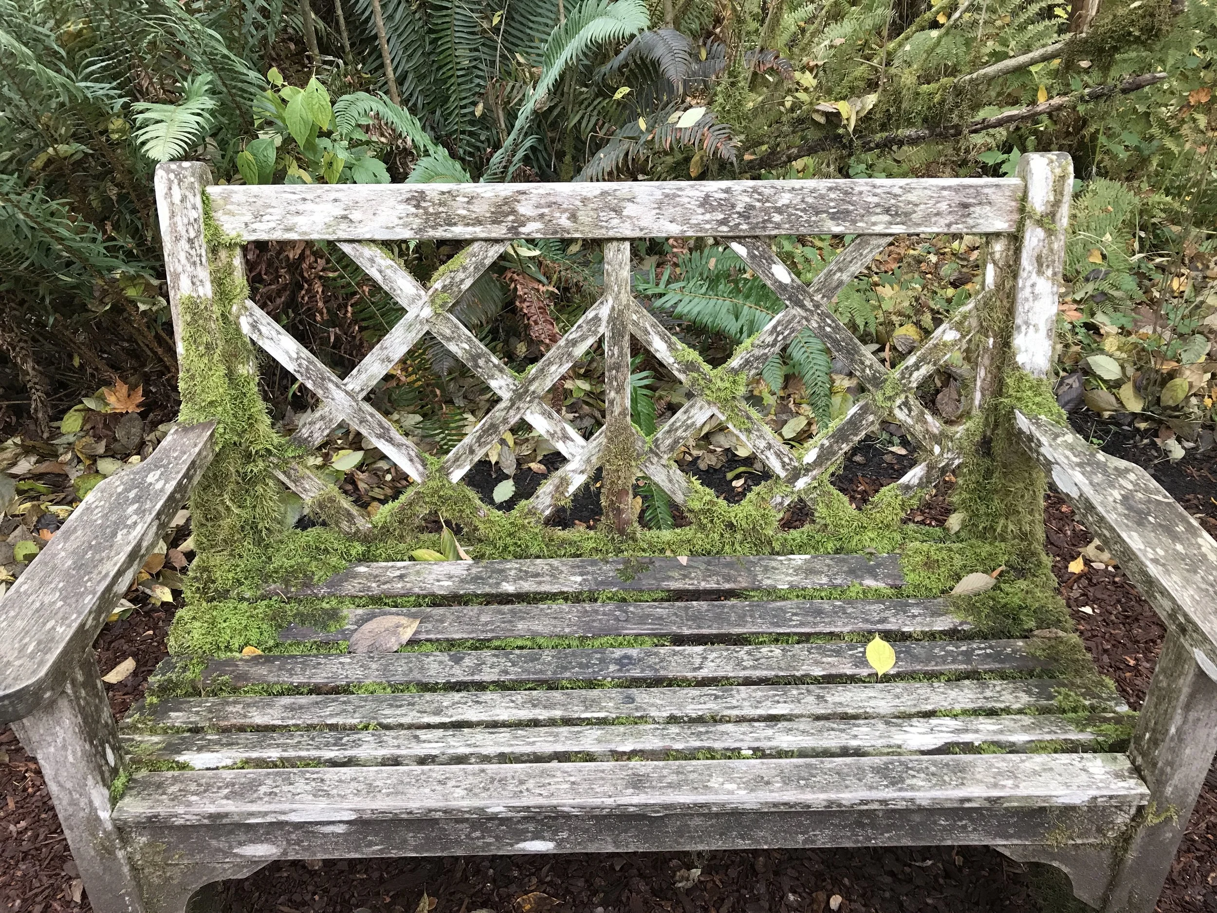  A weathered wooden garden bench at Bloedel Reserve, partially covered in moss and surrounded by ferns and fallen leaves, blending into the forest setting. 