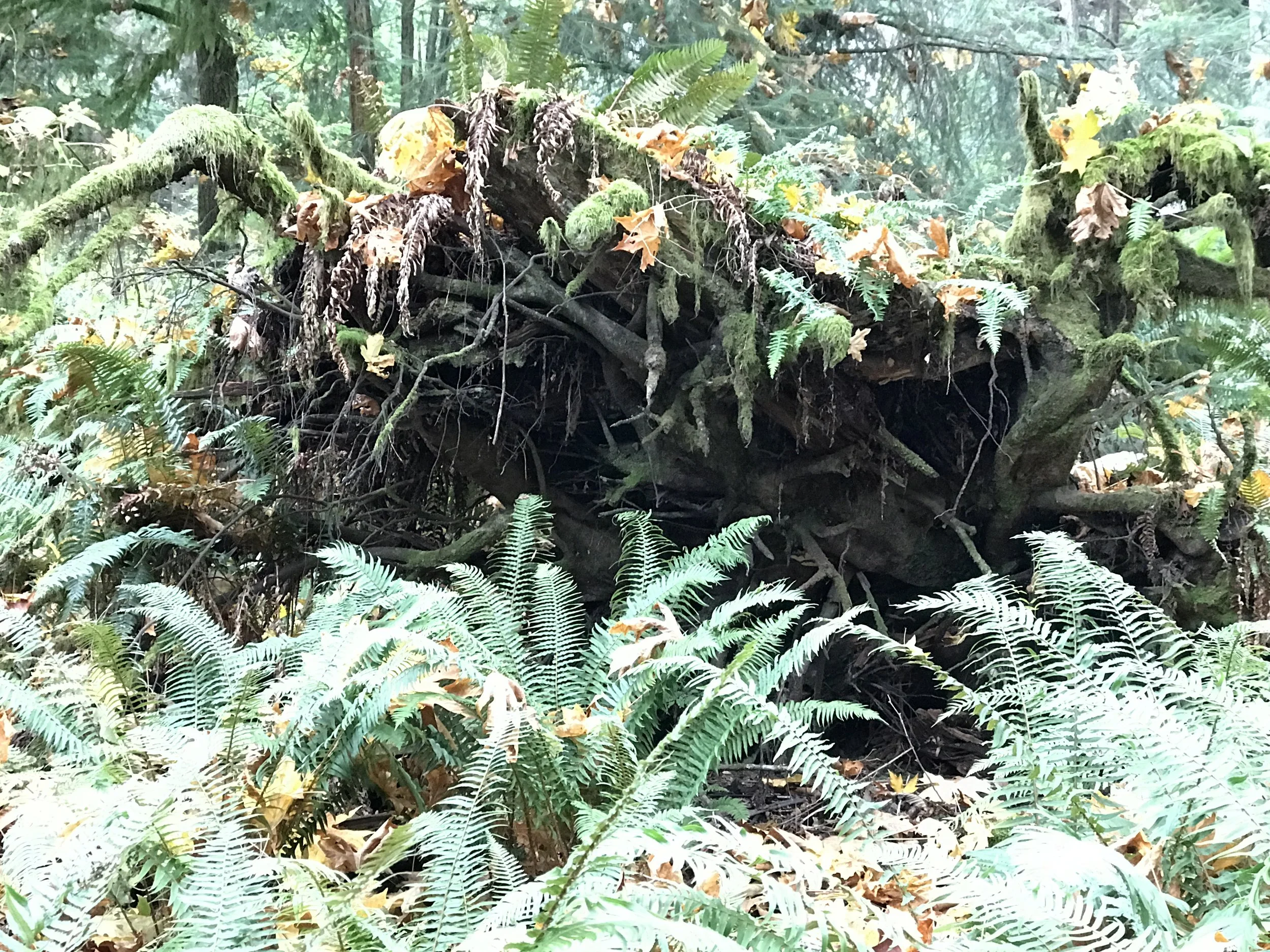  A moss-covered fallen tree and tangled roots rest among dense ferns and autumn leaves in the forest at Bloedel Reserve, capturing the natural cycle of growth and decay. 