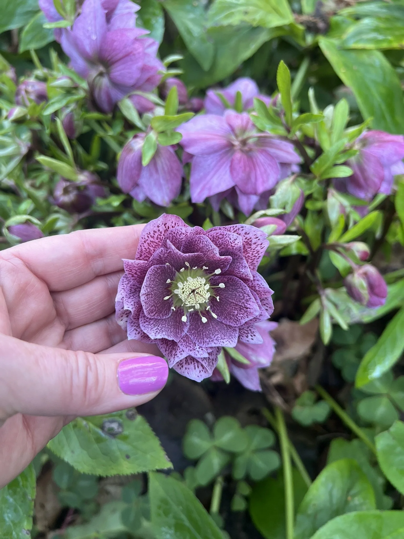  A hand with lavender nail polish gently holds a speckled purple hellebore bloom, surrounded by vibrant green leaves and other soft-focus flowers in the background at Bloedel Reserve. 