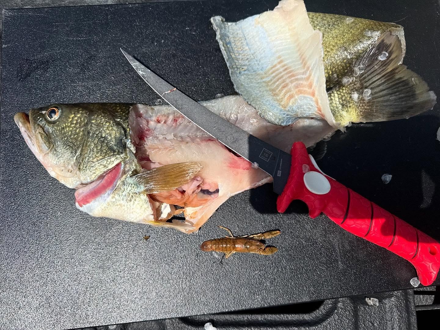 Every now and then my sweet lady has a hankering for bass. What started as curiosity is now a yearly thing. After giving my wife a couple fillets she did some Latina dance thing and poof we had tacos! Life is good ole buddy! 

*I know at least a few 