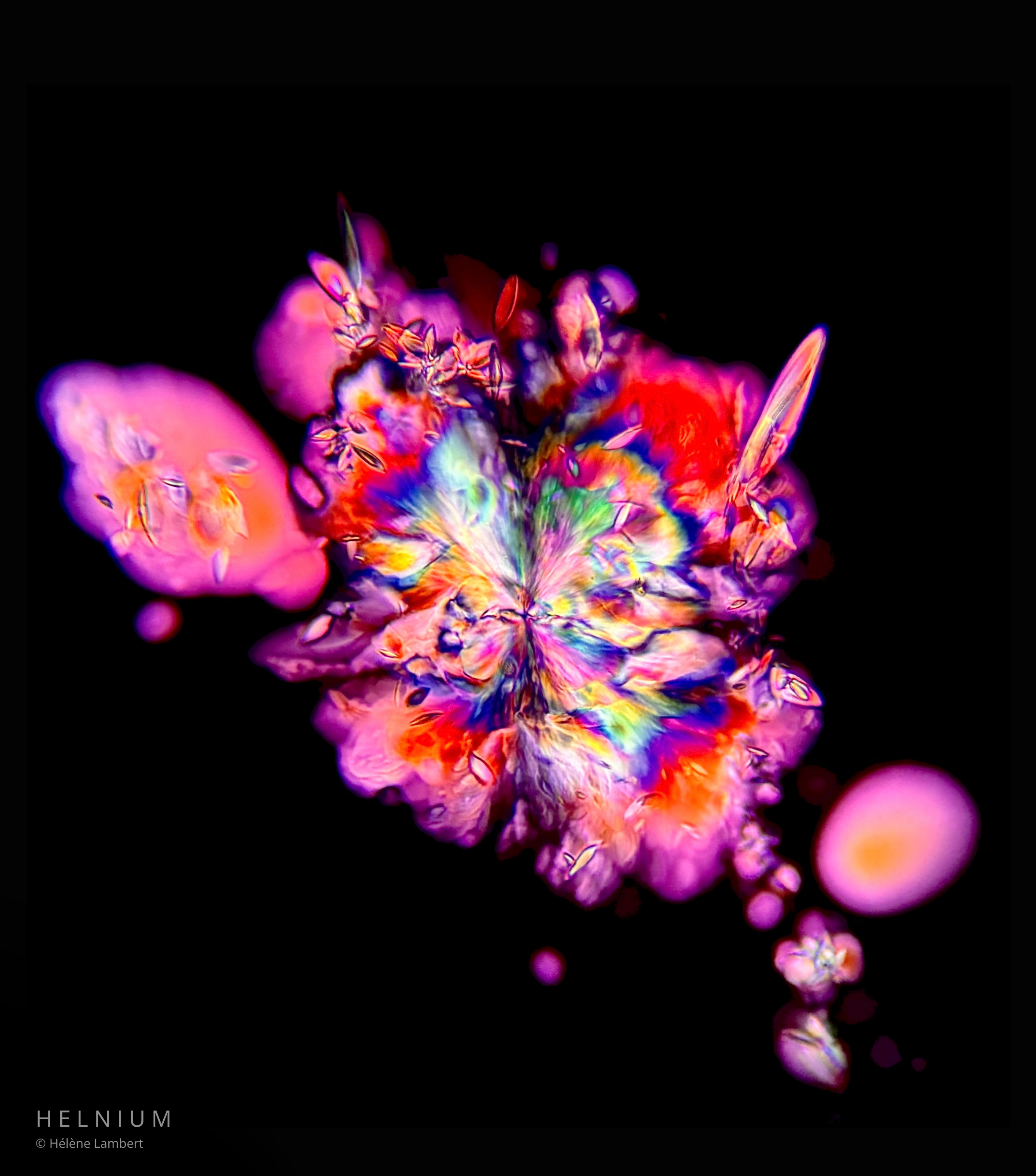 The Wine Butterfly, red wine crystalline formations photographed under a microscope. Original Helnium wine microscopy artwork.