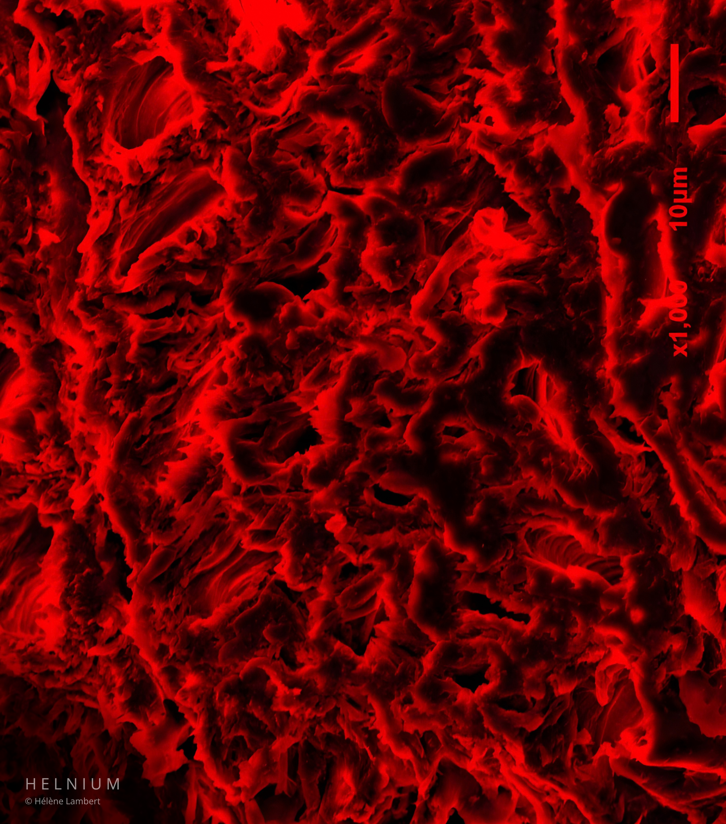 Red colorized wood microscopy image of a longitudinal wood section showing cellular structure under scanning electron microscope SEM, Helnium scientific design.