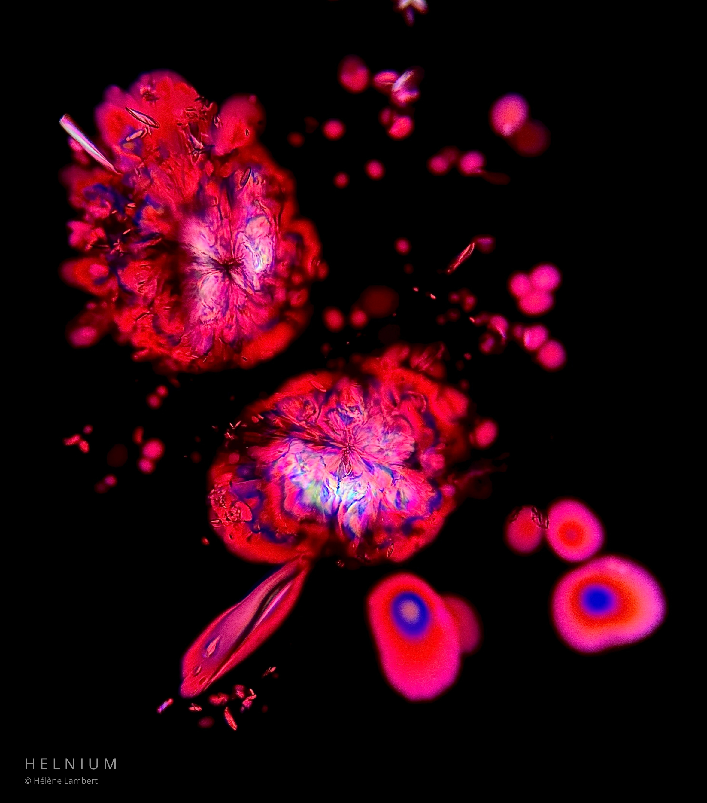 The Last Vintage, red wine crystalline and microscopic structures revealed through microscopy. Original Helnium wine photography.