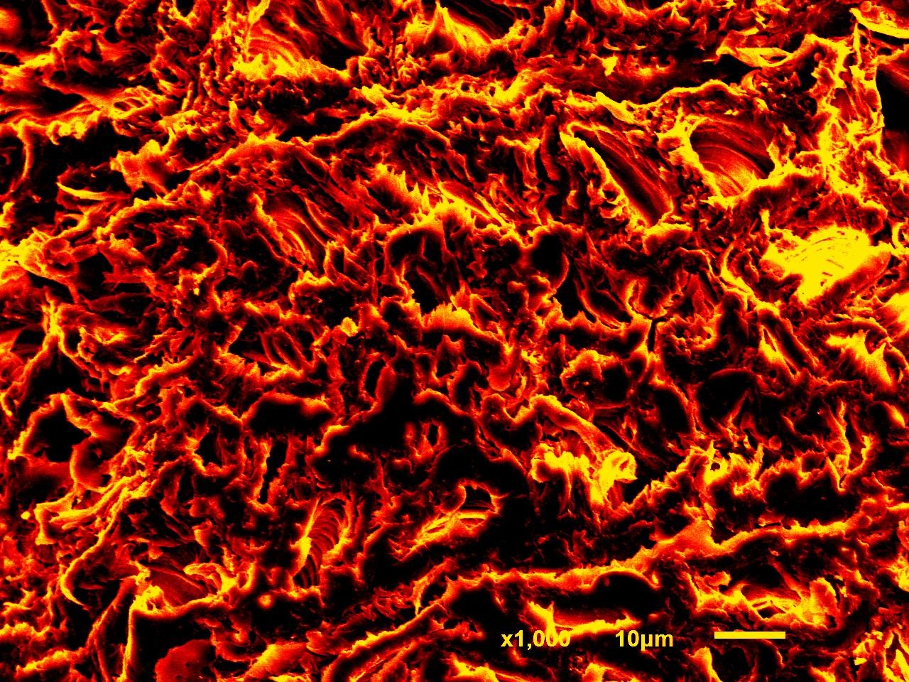 Poplar wood · Longitudinal section · Cellular structure · SEM | Fire 