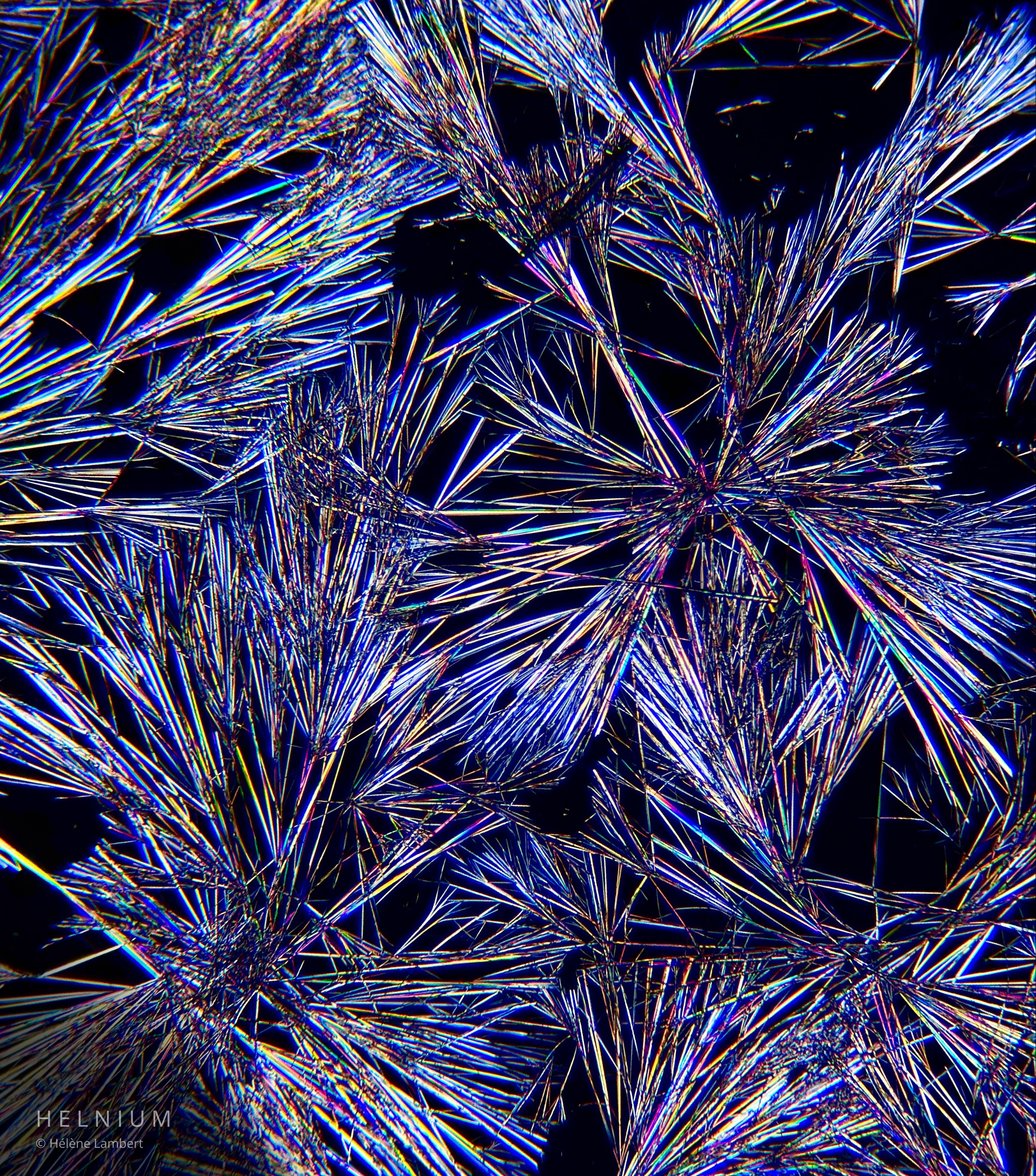 Caffeine crystals observed under polarized light microscopy. Original Helnium crystal photography.