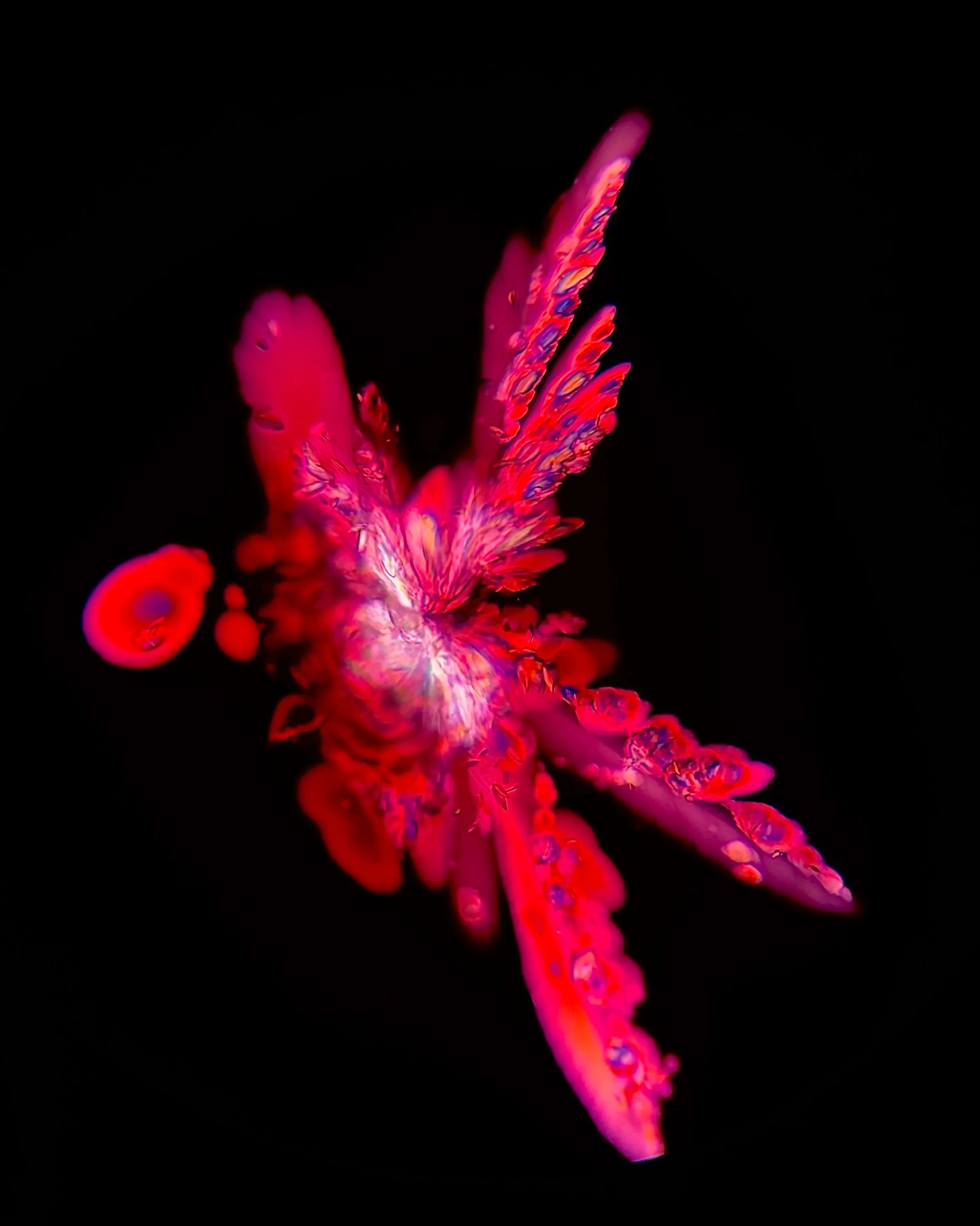 Potassium bitartrate (C₄H₆O₆) Red Wine 