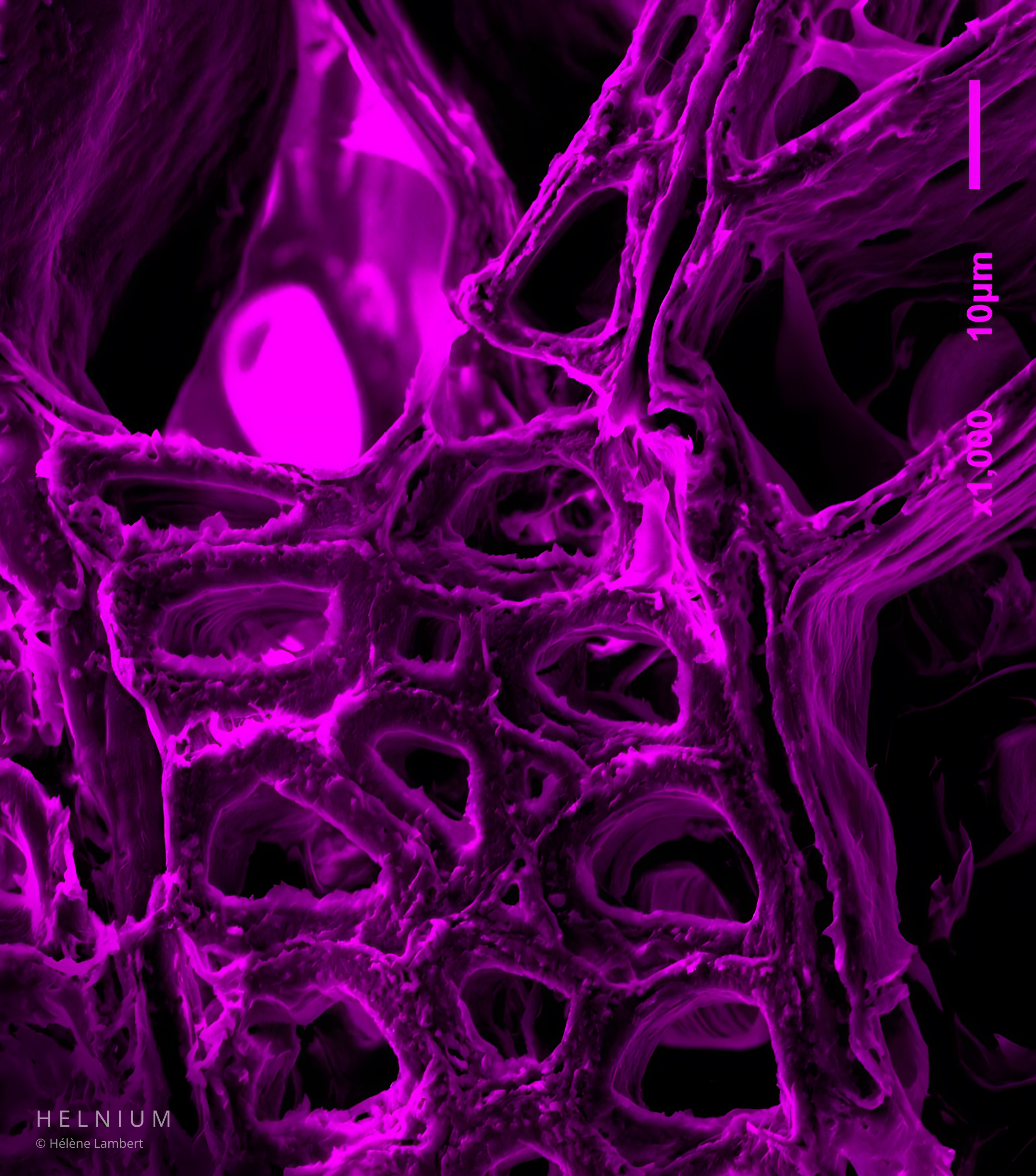 Wood transverse section under scanning electron microscope SEM, showing cellular porosity and microscopic wood structure, magenta colorized image by Helnium.