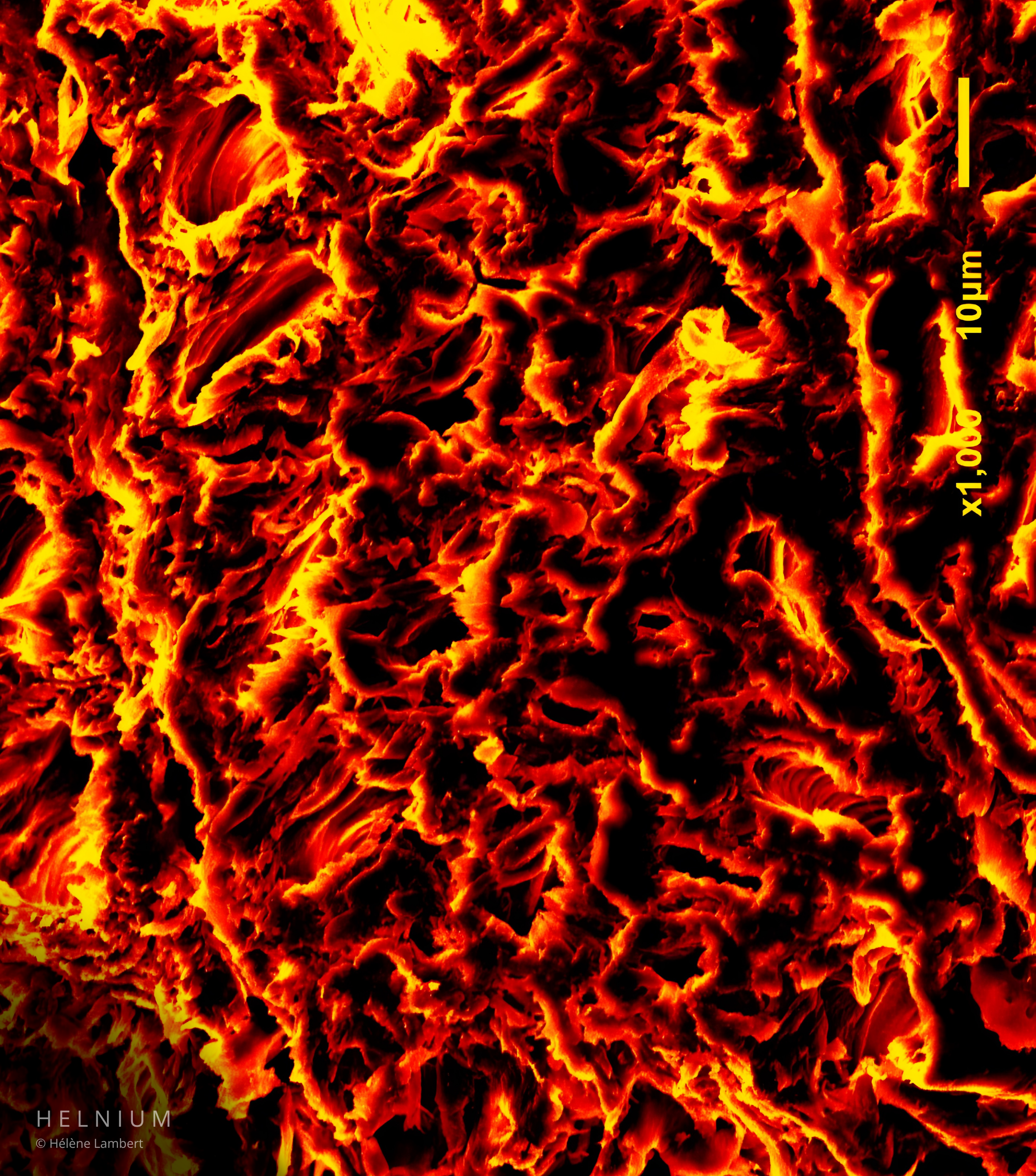 Wood longitudinal section under scanning electron microscope, revealing cellular structure and wood anatomy, fire orange and red colorized SEM image by Helnium.