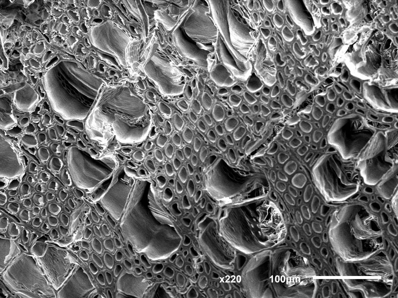 Poplar · Native grayscale SEM · Cellular structure