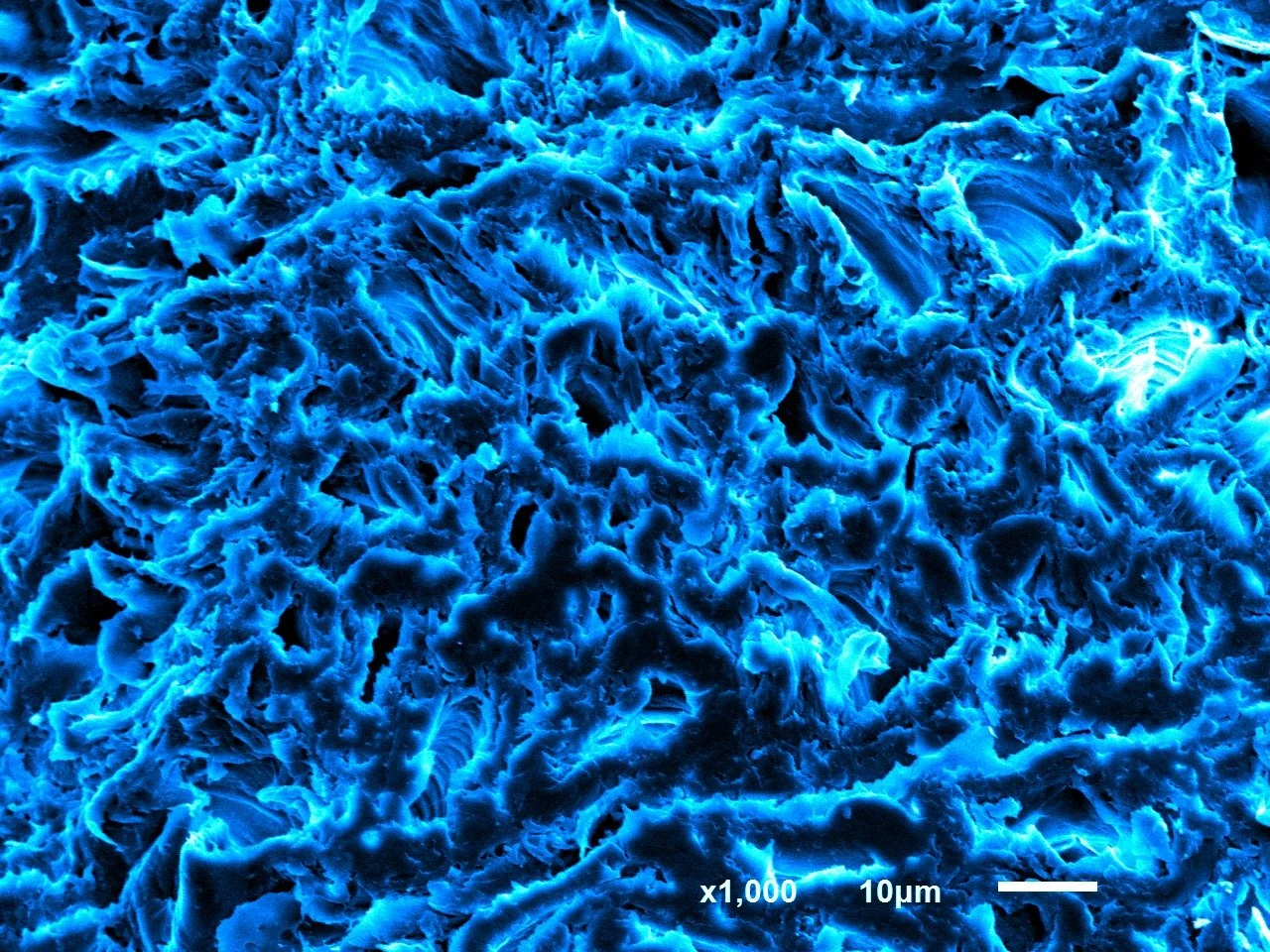 Longitudinal section of wood imaged by scanning electron microscopy