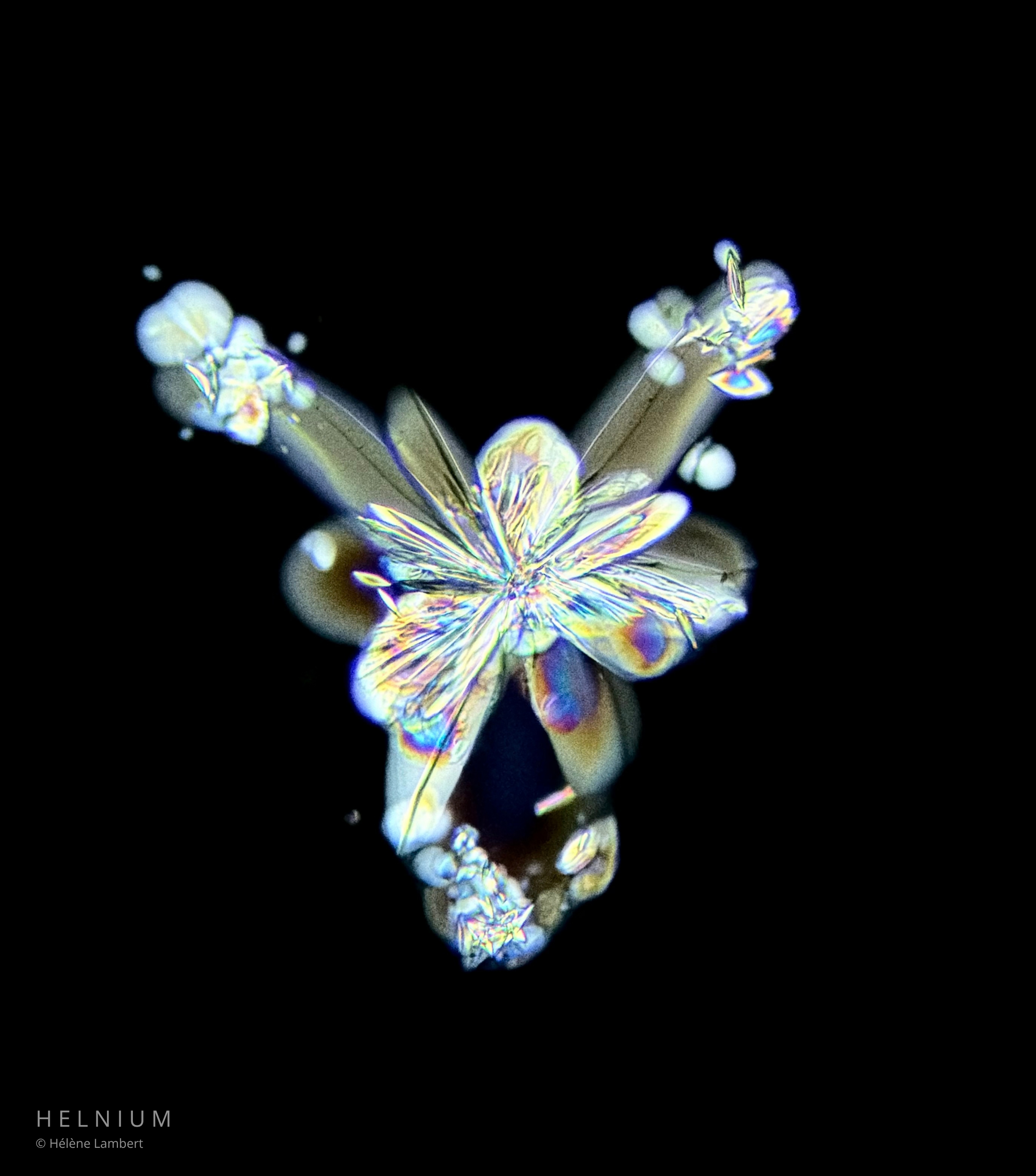 Golden Reverie, white wine crystalline patterns revealed through microscopy. Original scientific wine image by Helnium.
