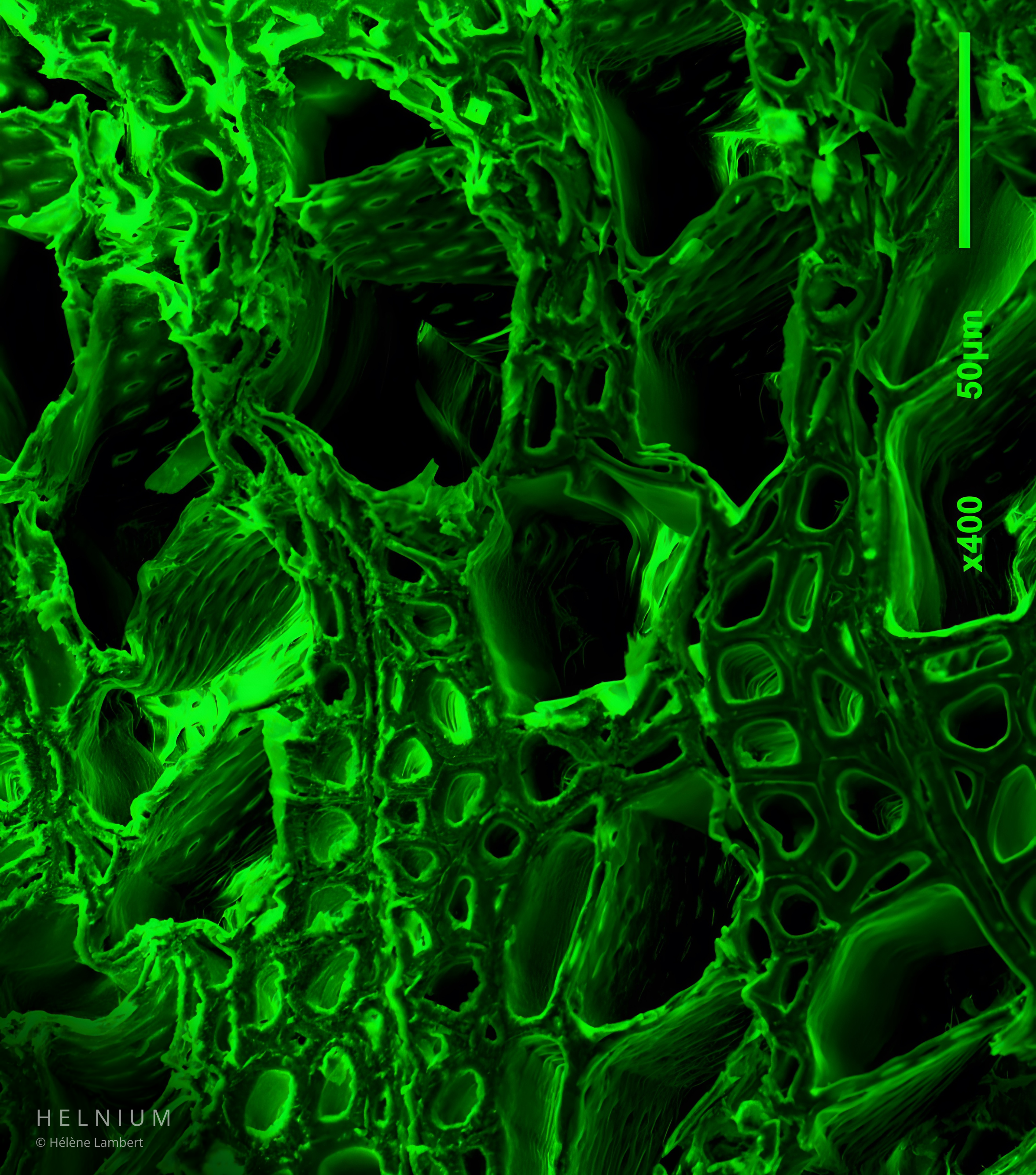 Green colorized scanning electron microscopy SEM image of wood transverse section, showing wood cellular pores and biological microstructure, Helnium.