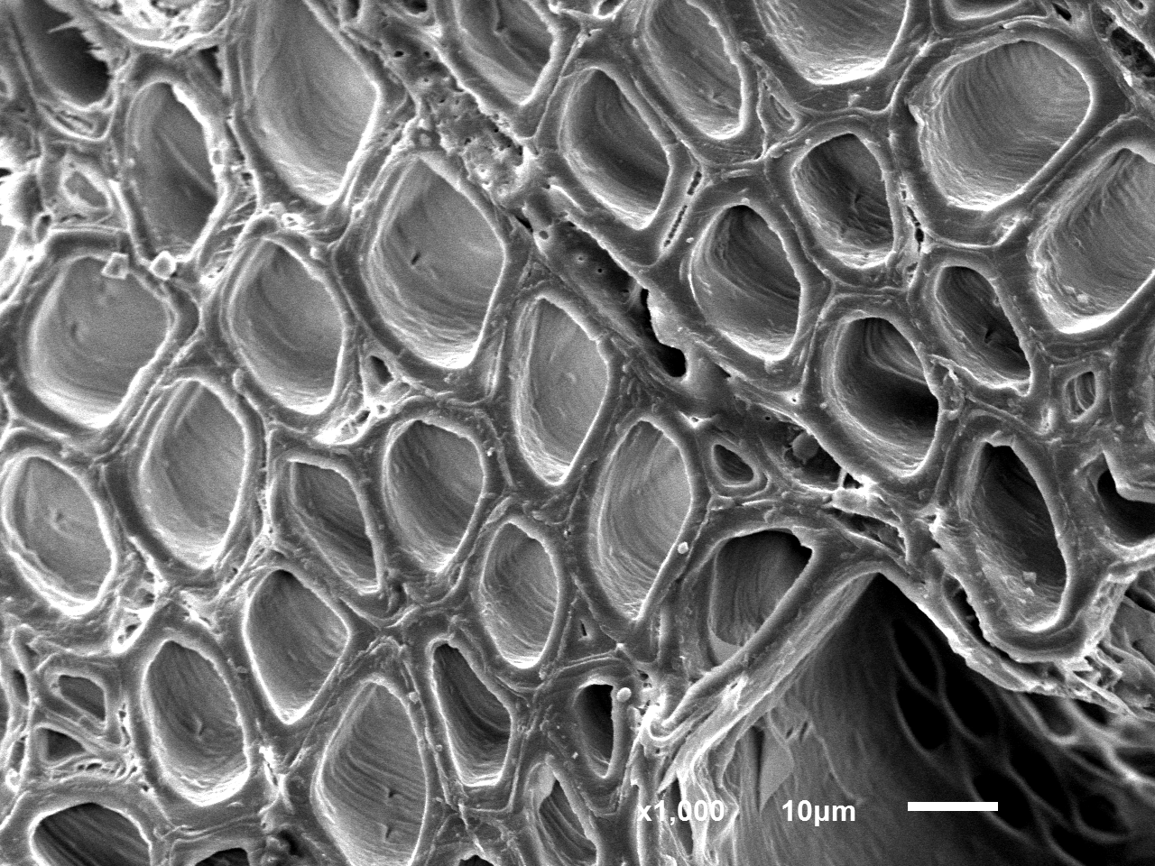 Poplar · Native grayscale SEM · Cellular structure