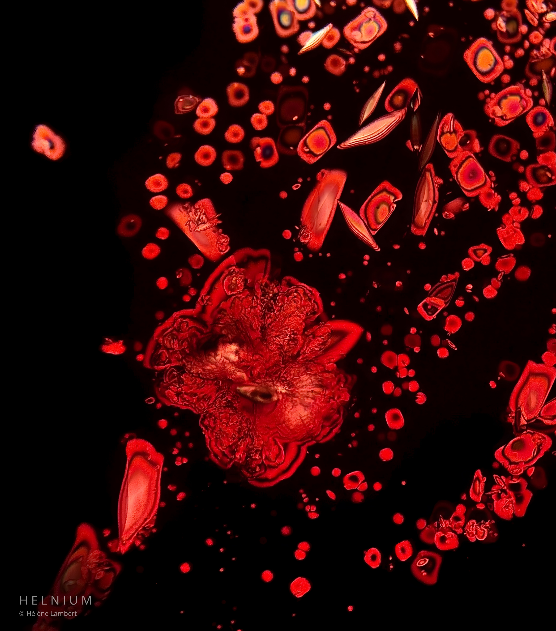 The Blood of Wine, red wine crystalline texture photographed under the microscope. Helnium scientific photography.