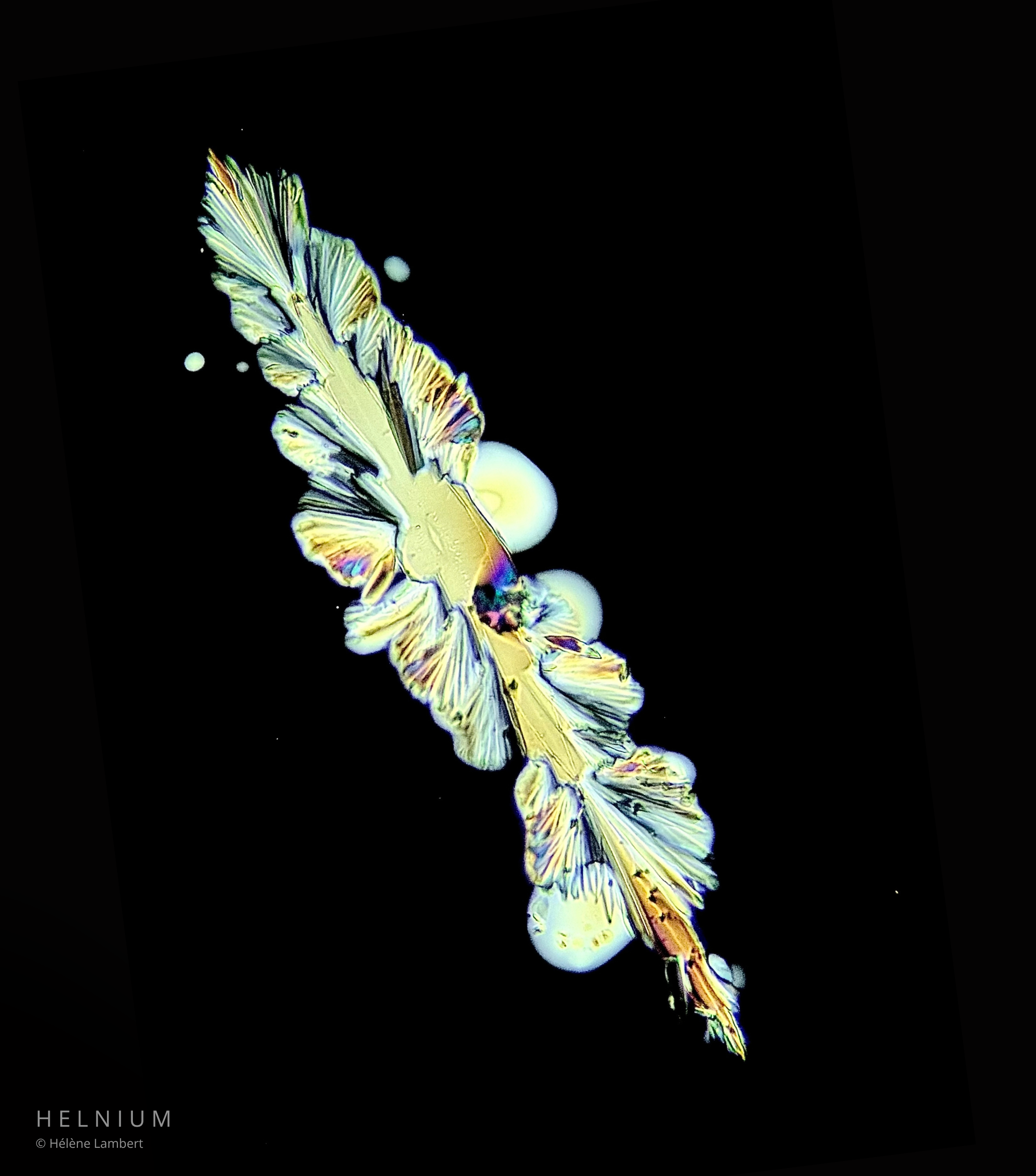 The Crystal Feather, selected white wine crystalline microscopy artwork for a wine bottle label design by Helnium.